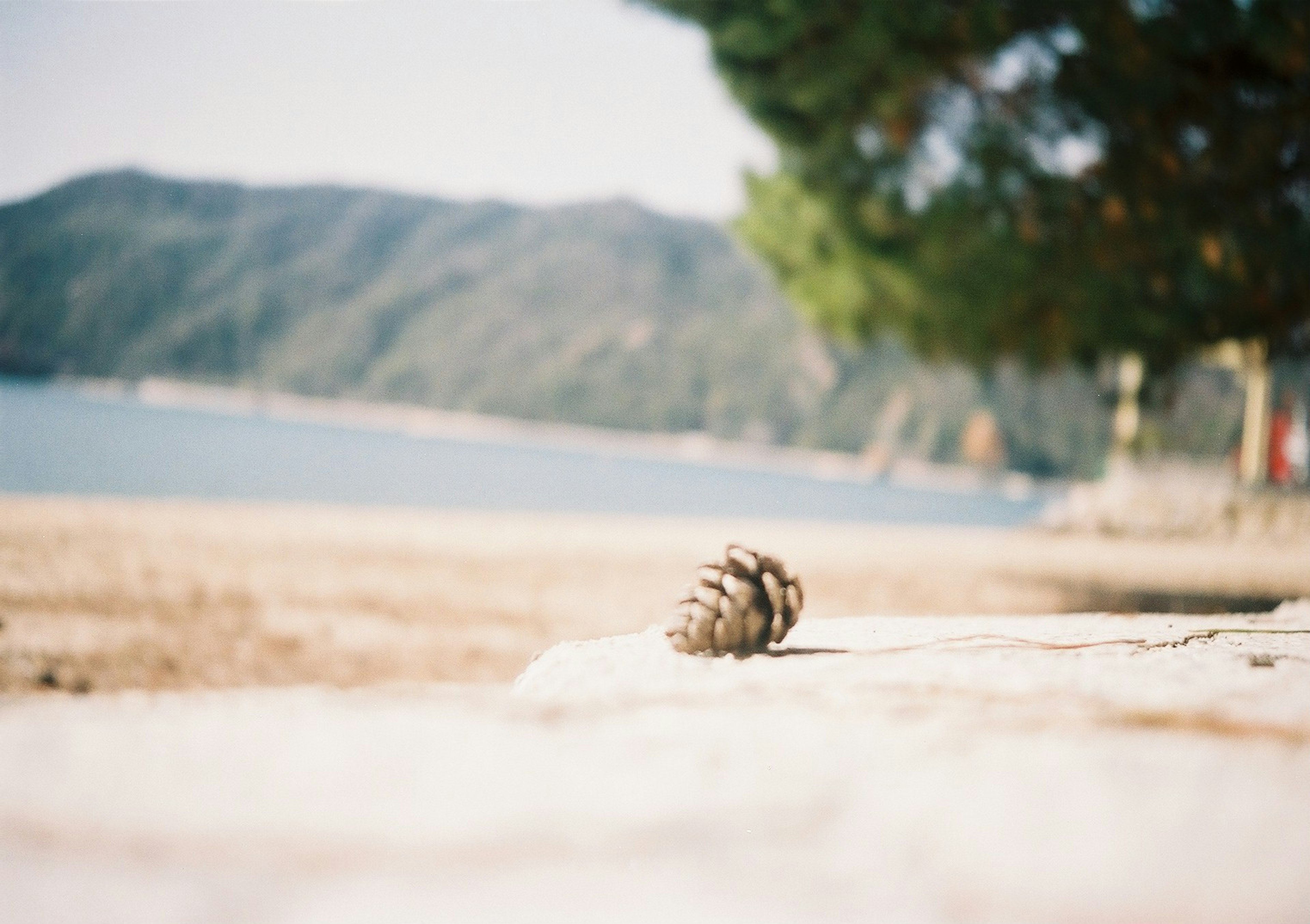 Ein Tannenzapfen liegt auf einem Sandstrand mit Bergen und Meer im Hintergrund