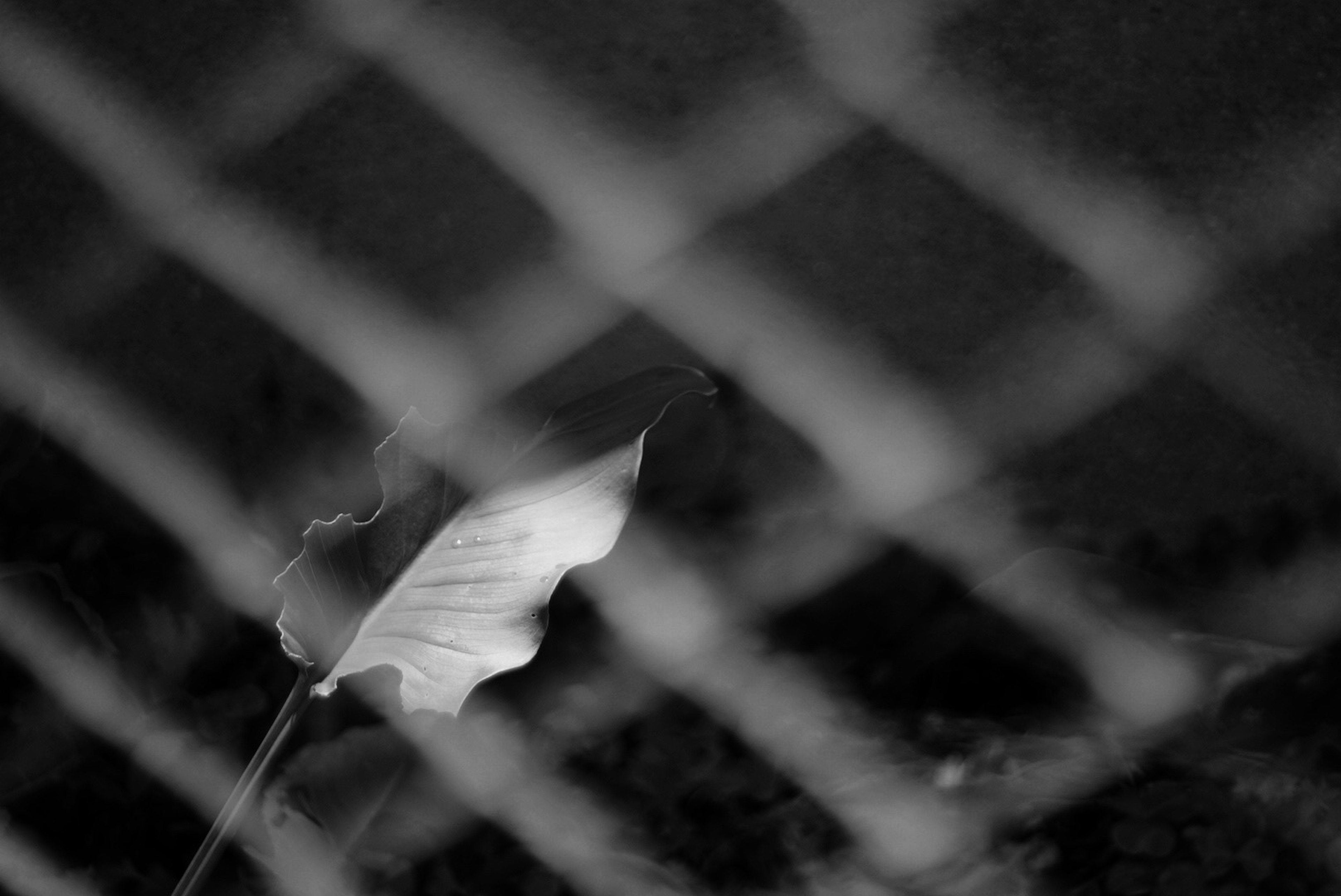 A thin leaf visible through a mesh fence against a dark background