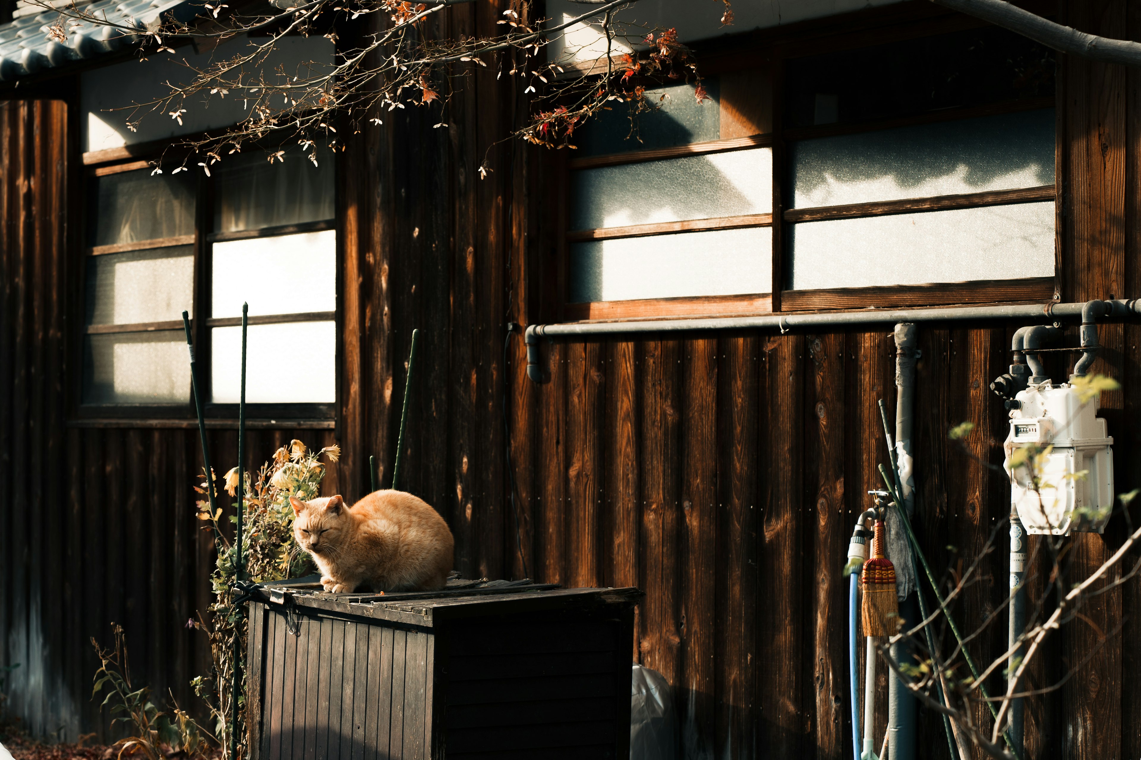 Chat brun reposant sur une boîte en bois devant une vieille maison en bois