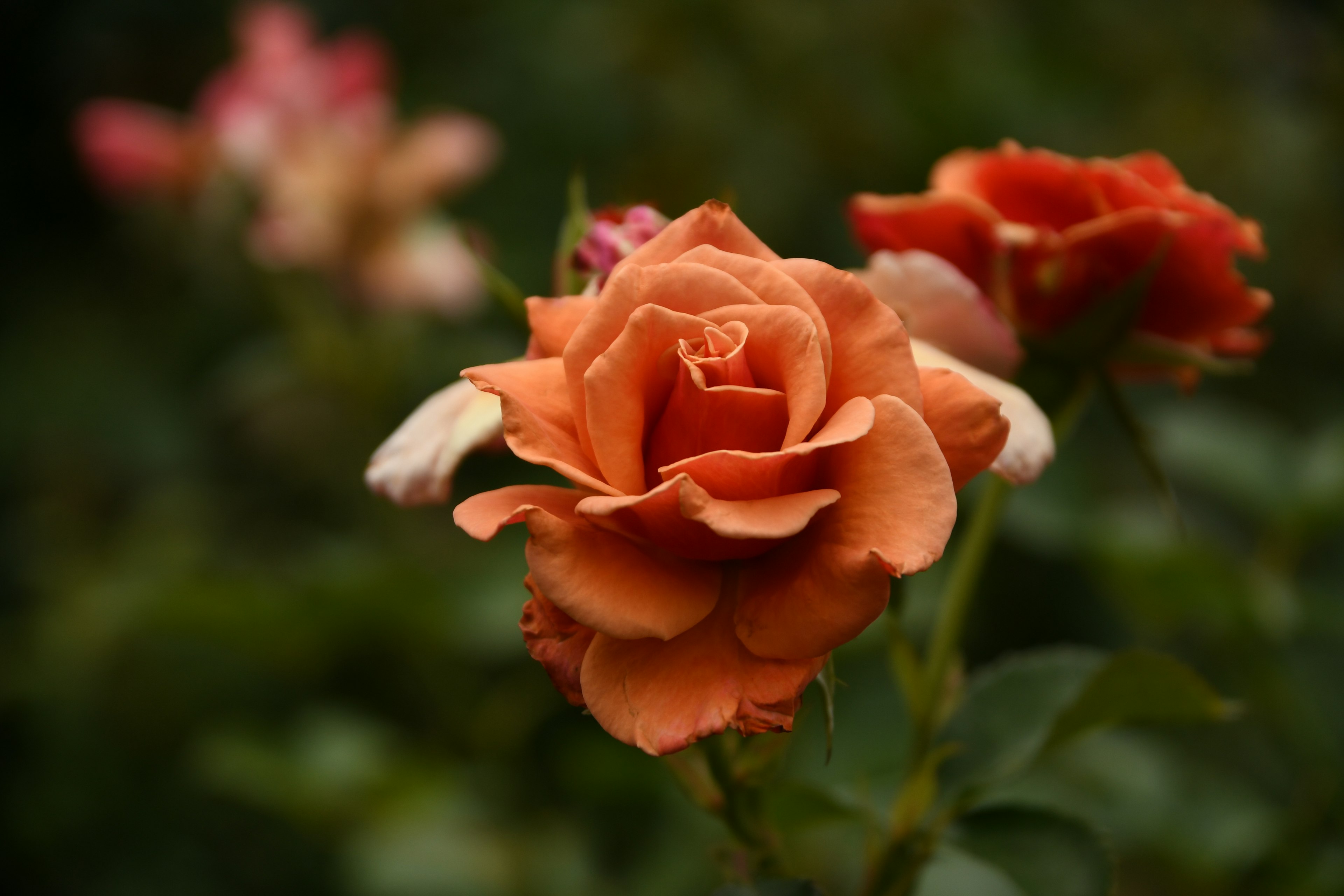 A close-up of an orange rose in bloom with blurred background roses