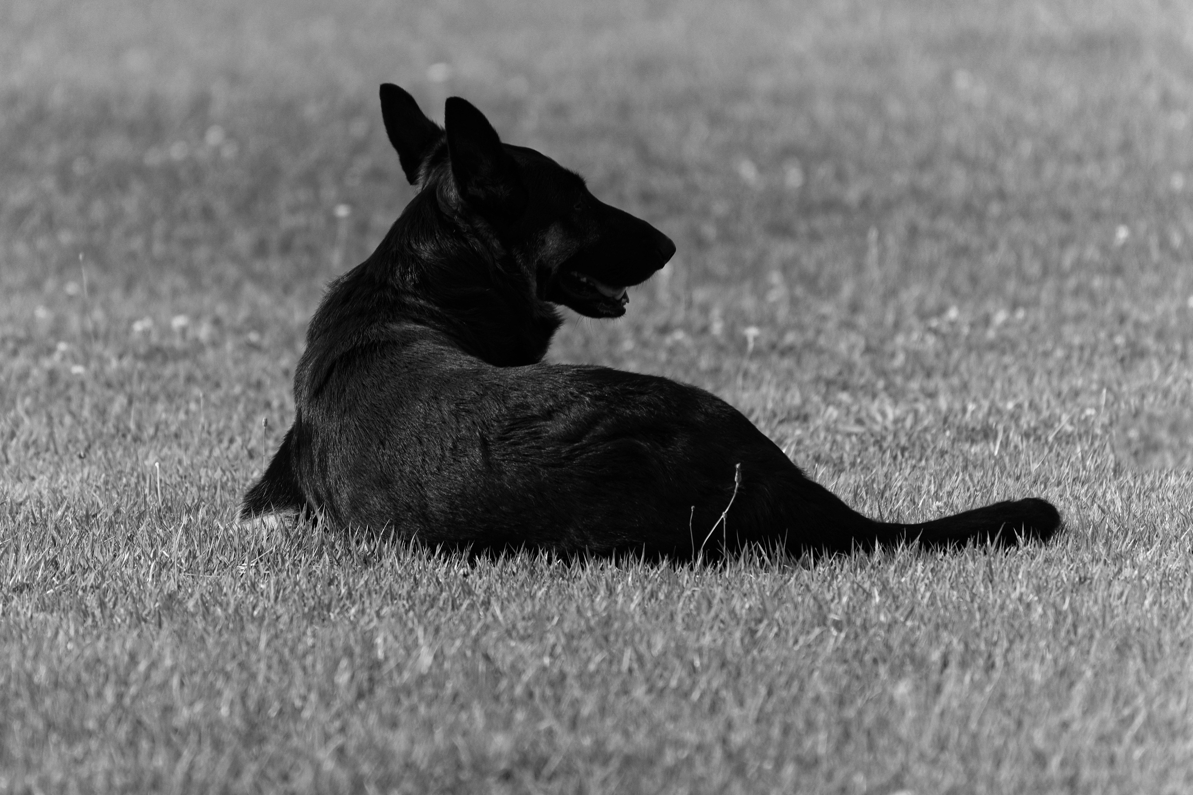 黒い犬が草の上で横になっているシルエット