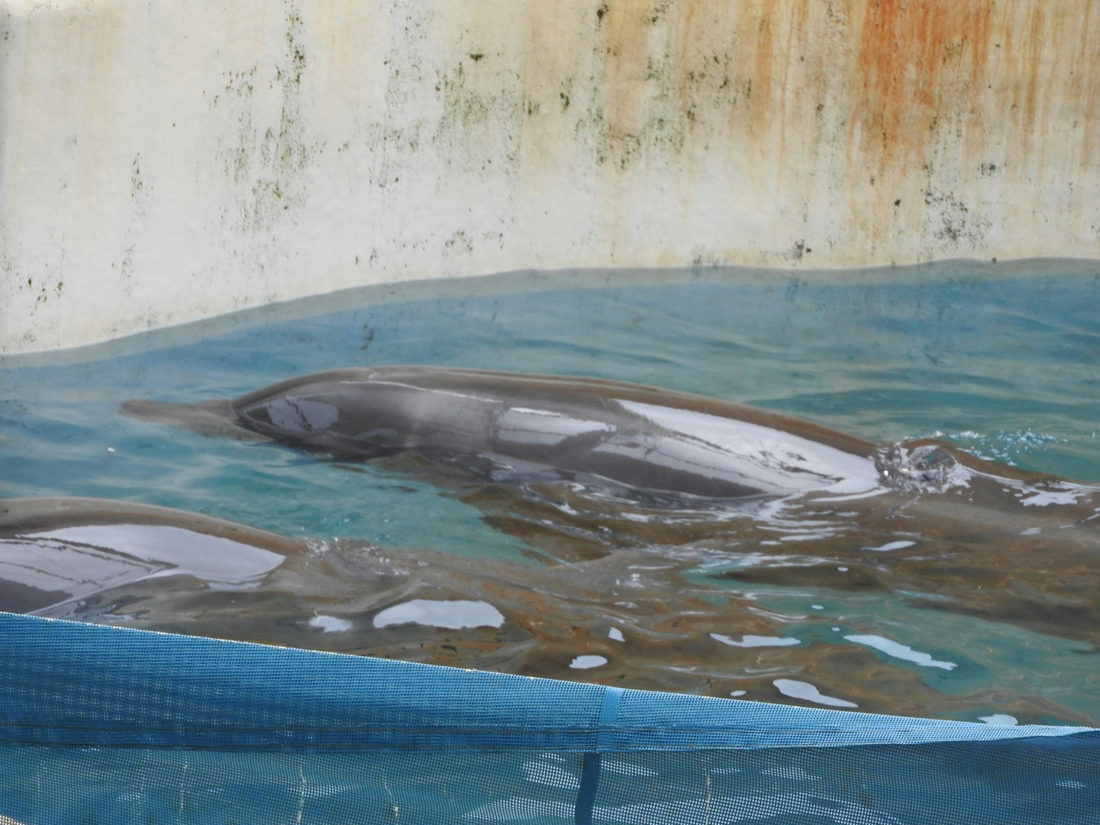 Imagen de un delfín parcialmente sumergido en el agua