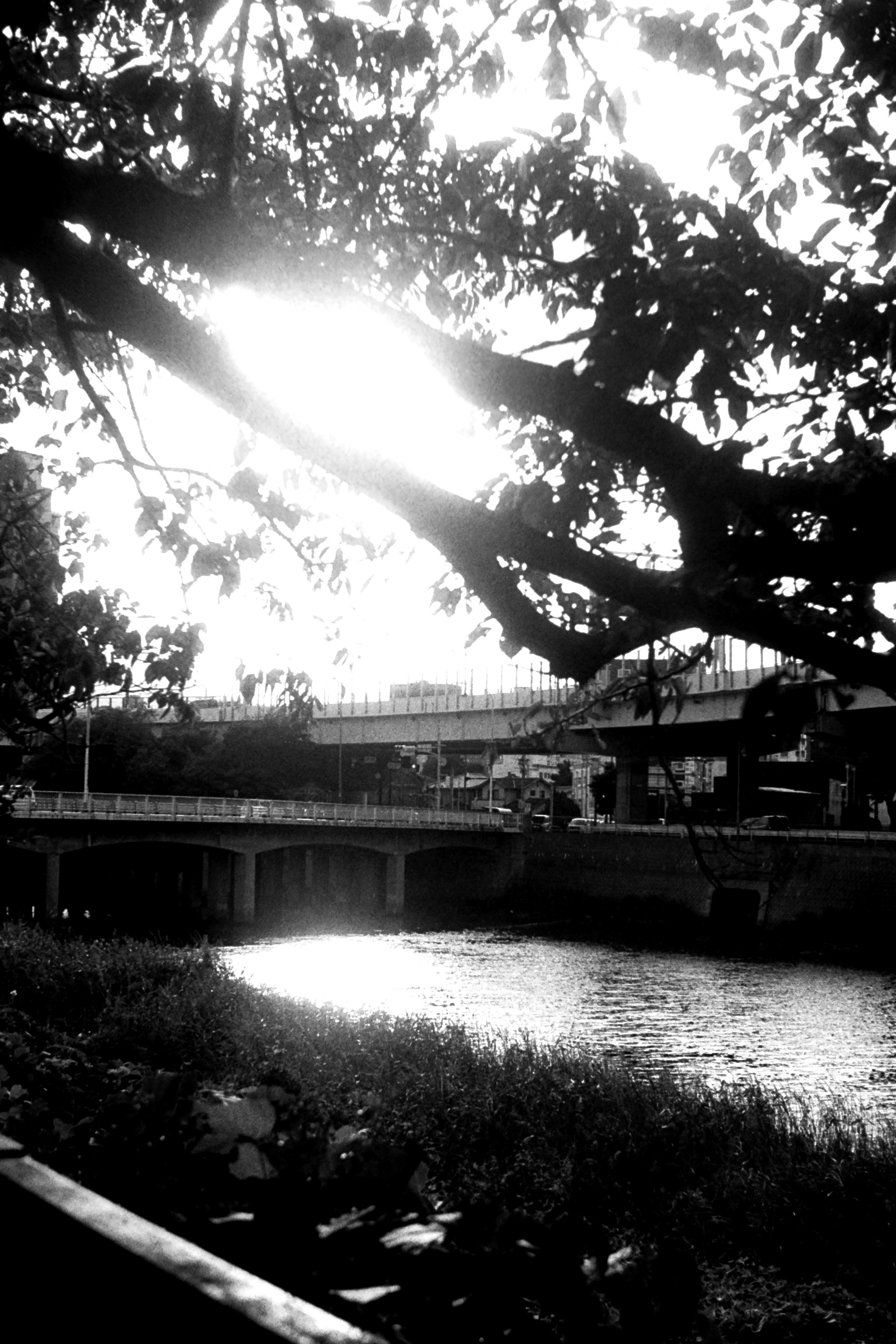 Baumäste, die sich über einen Fluss wölben, mit Sonnenlicht, das sich auf der Wasseroberfläche spiegelt