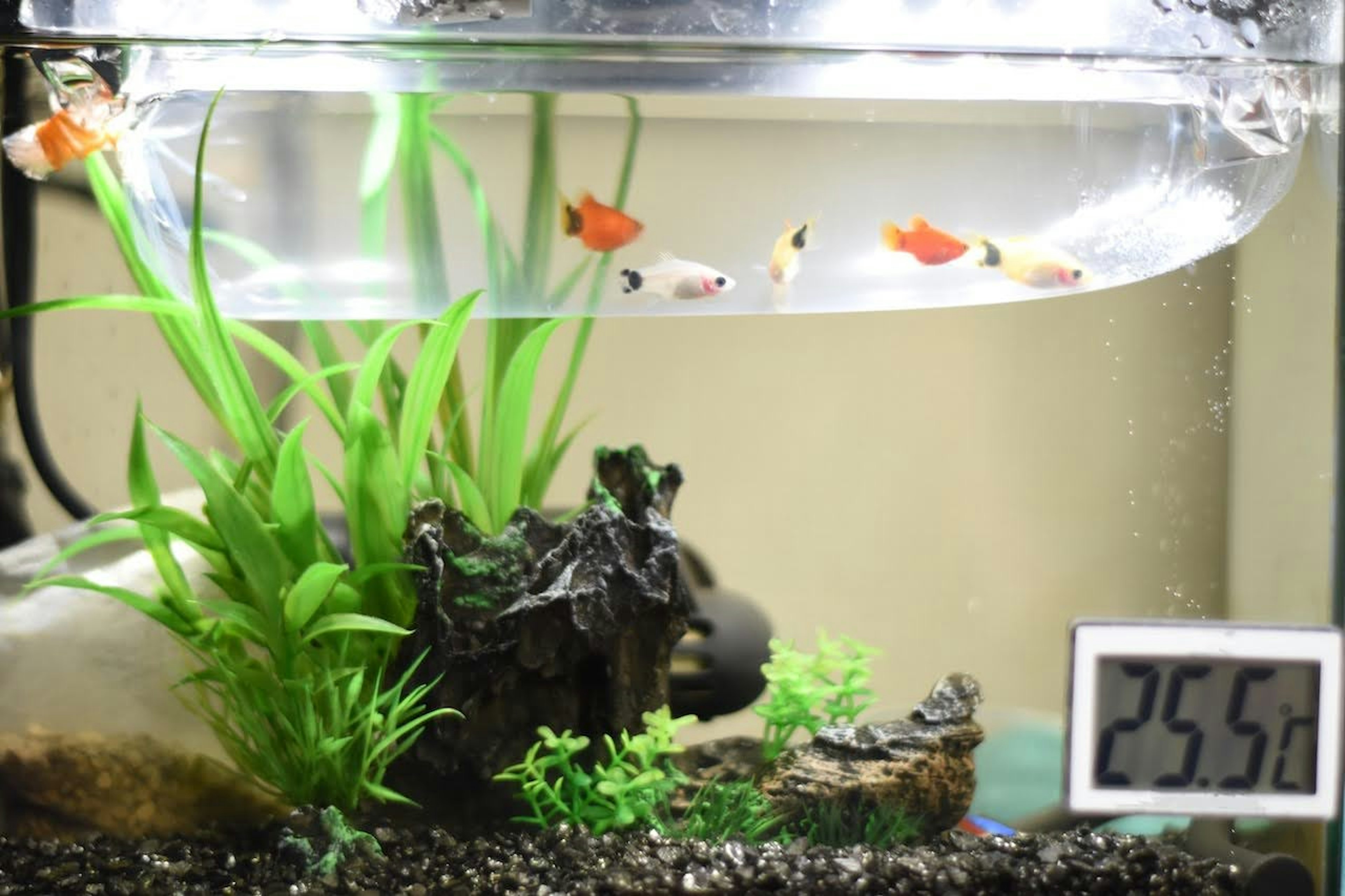 Peces tropicales nadando en un acuario con plantas acuáticas temperatura de 25,5 grados