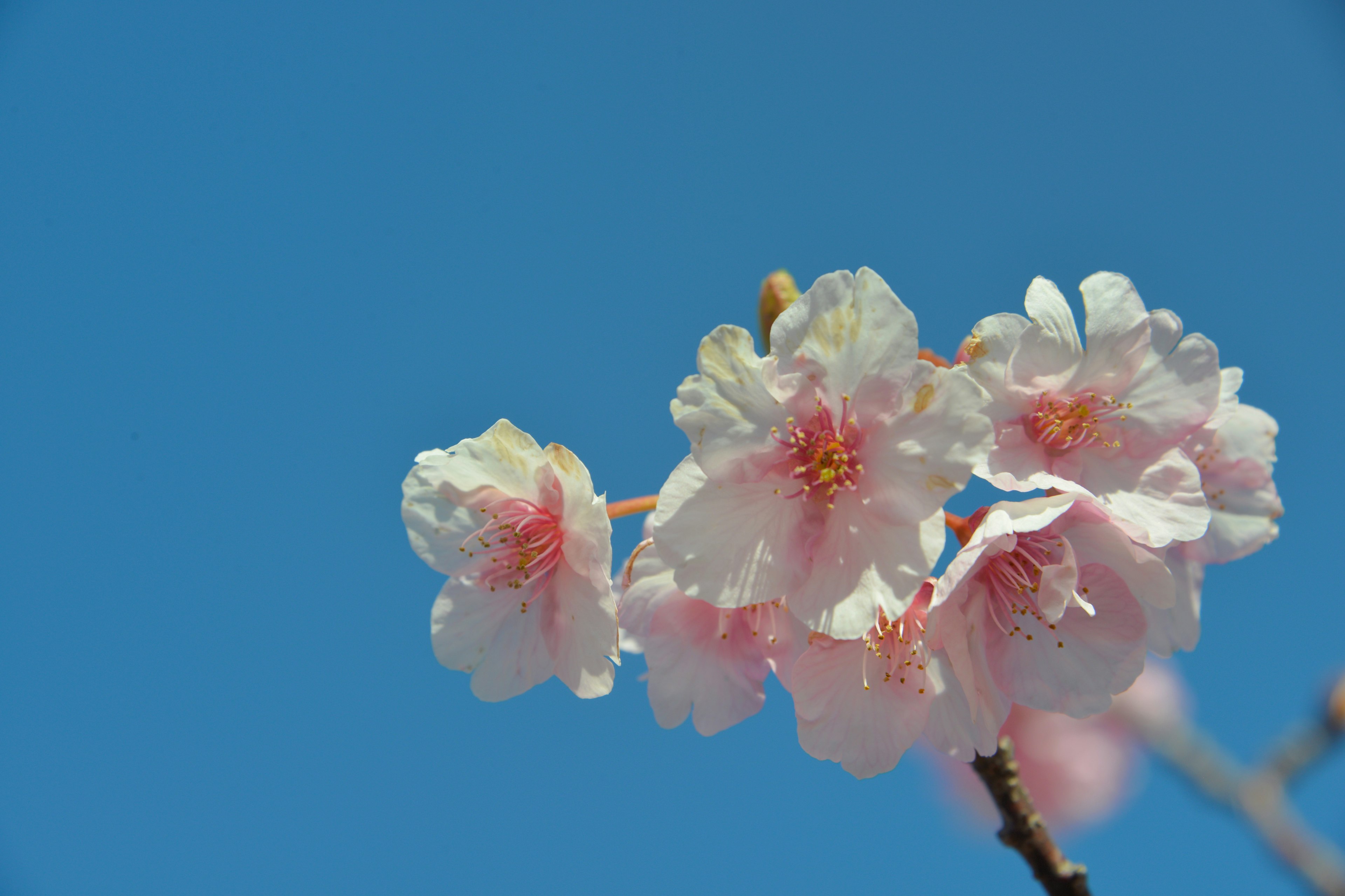 Gros plan de fleurs de cerisier sur fond de ciel bleu