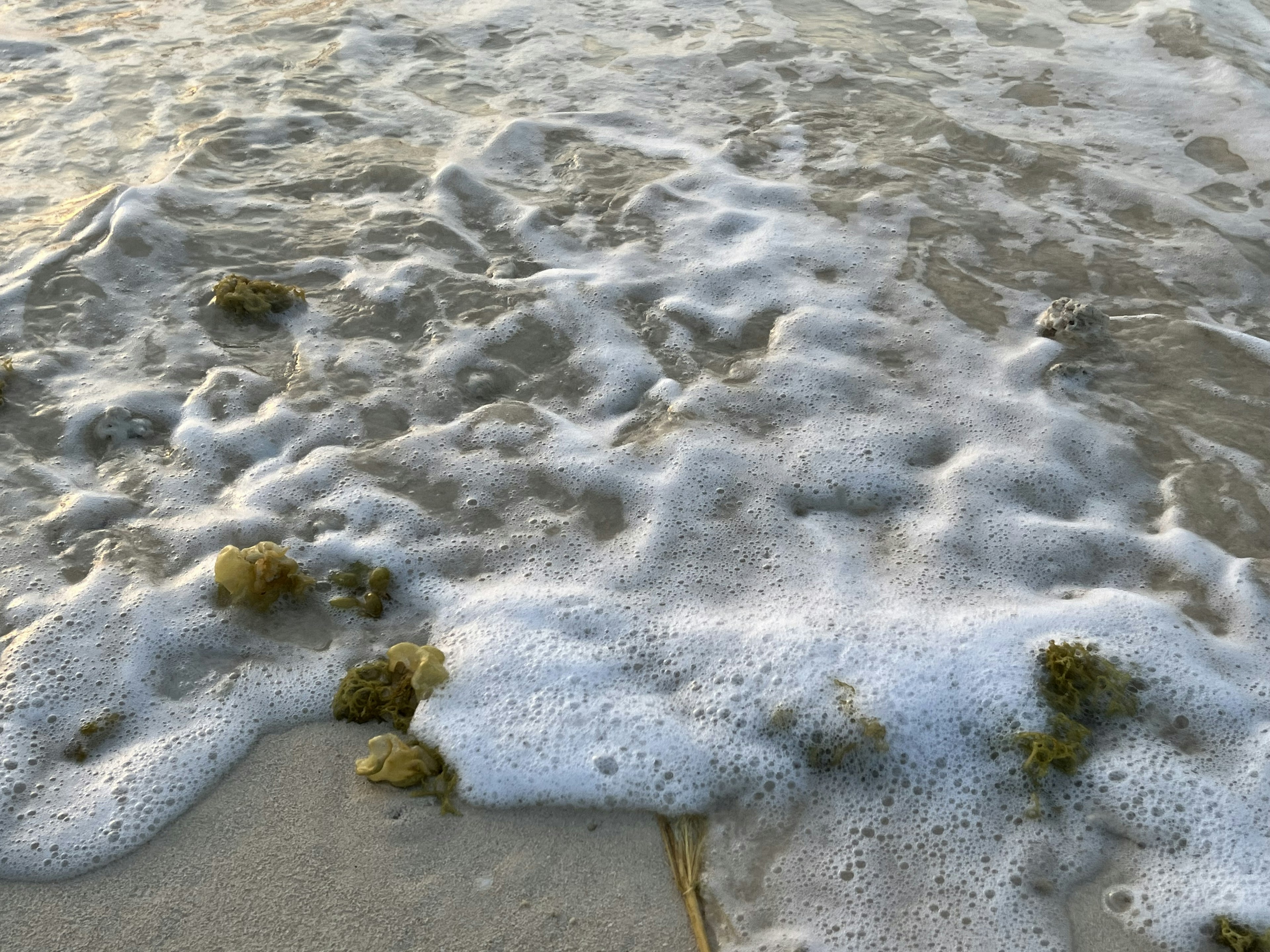 Nahaufnahme von Wellen und Schaum am Ufer mit sichtbarem grünem Seetang