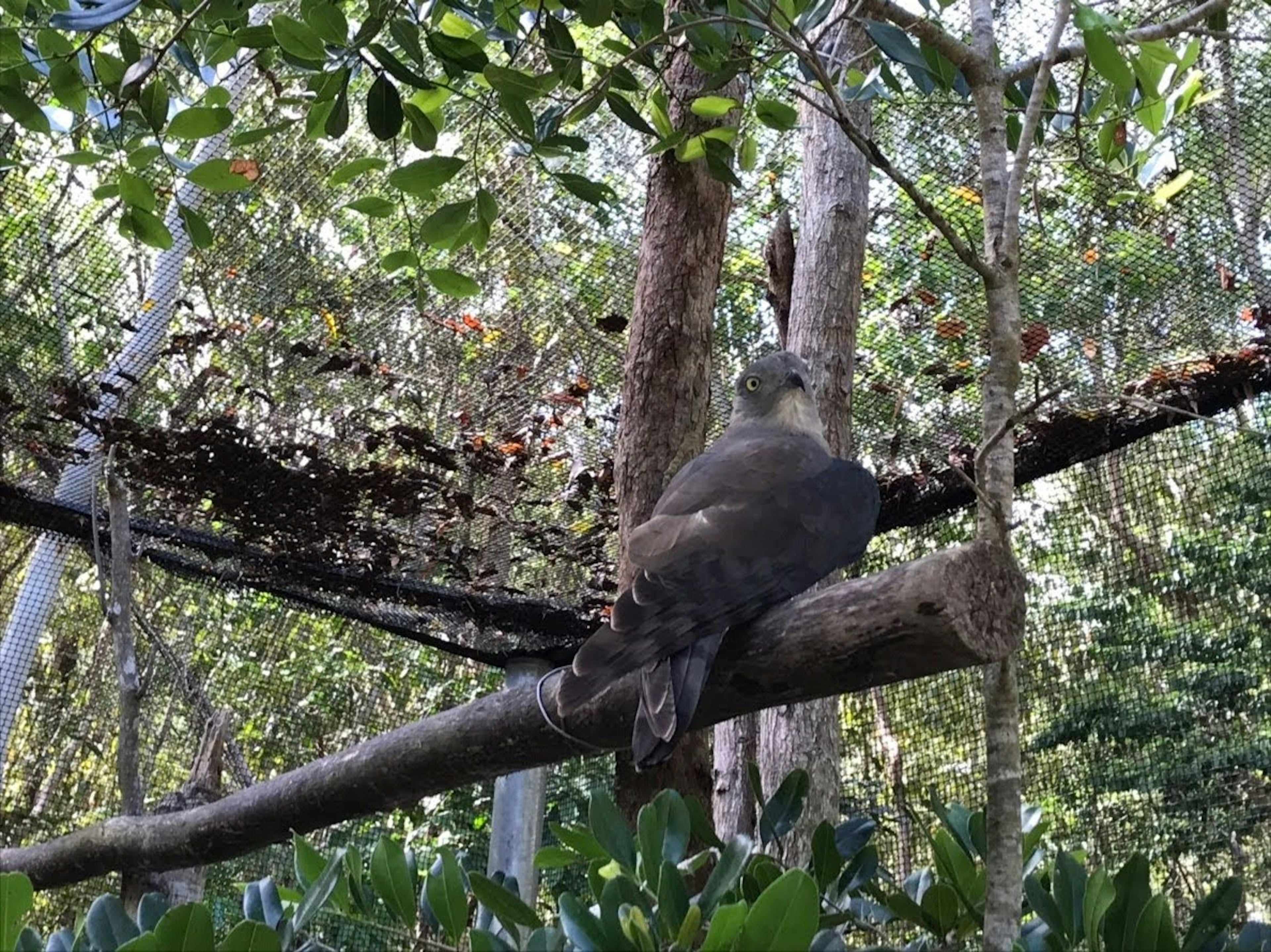 Bird perched on a branch in a lush green forest