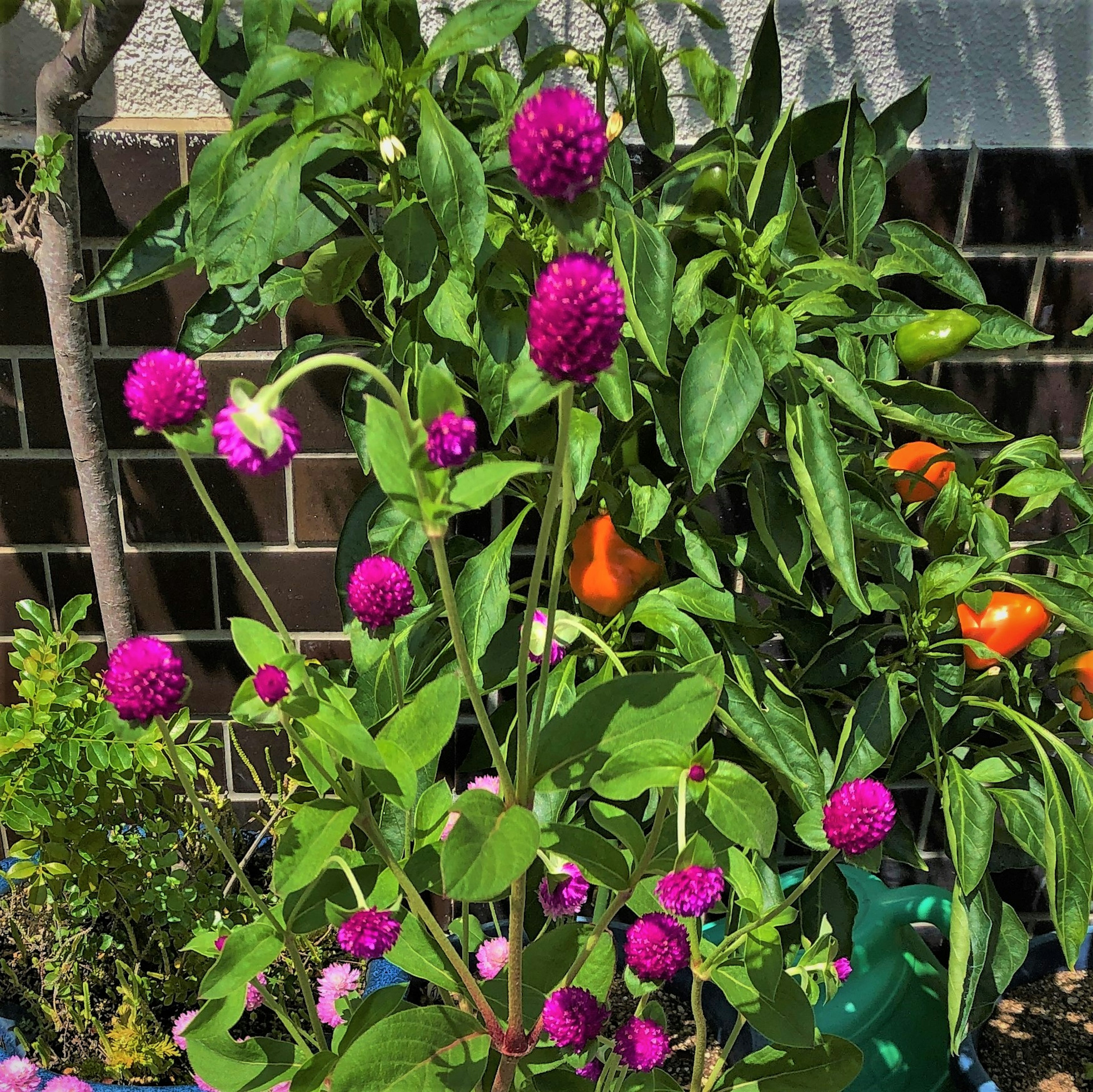 Lebendige lila Blumen, die auf einer Pflanze blühen, mit orangefarbenen Früchten im Hintergrund