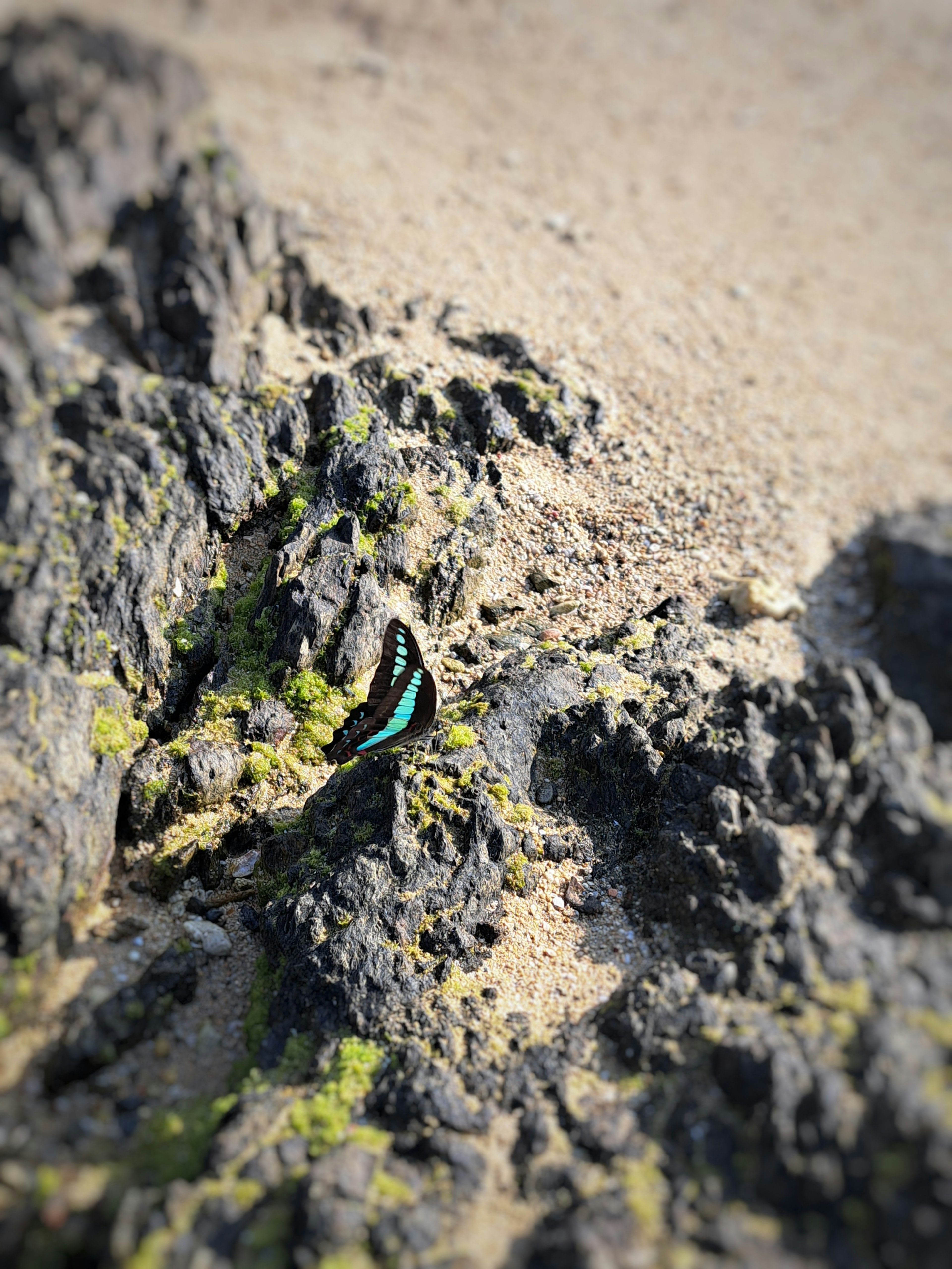 Una mariposa azul descansando sobre un terreno rocoso