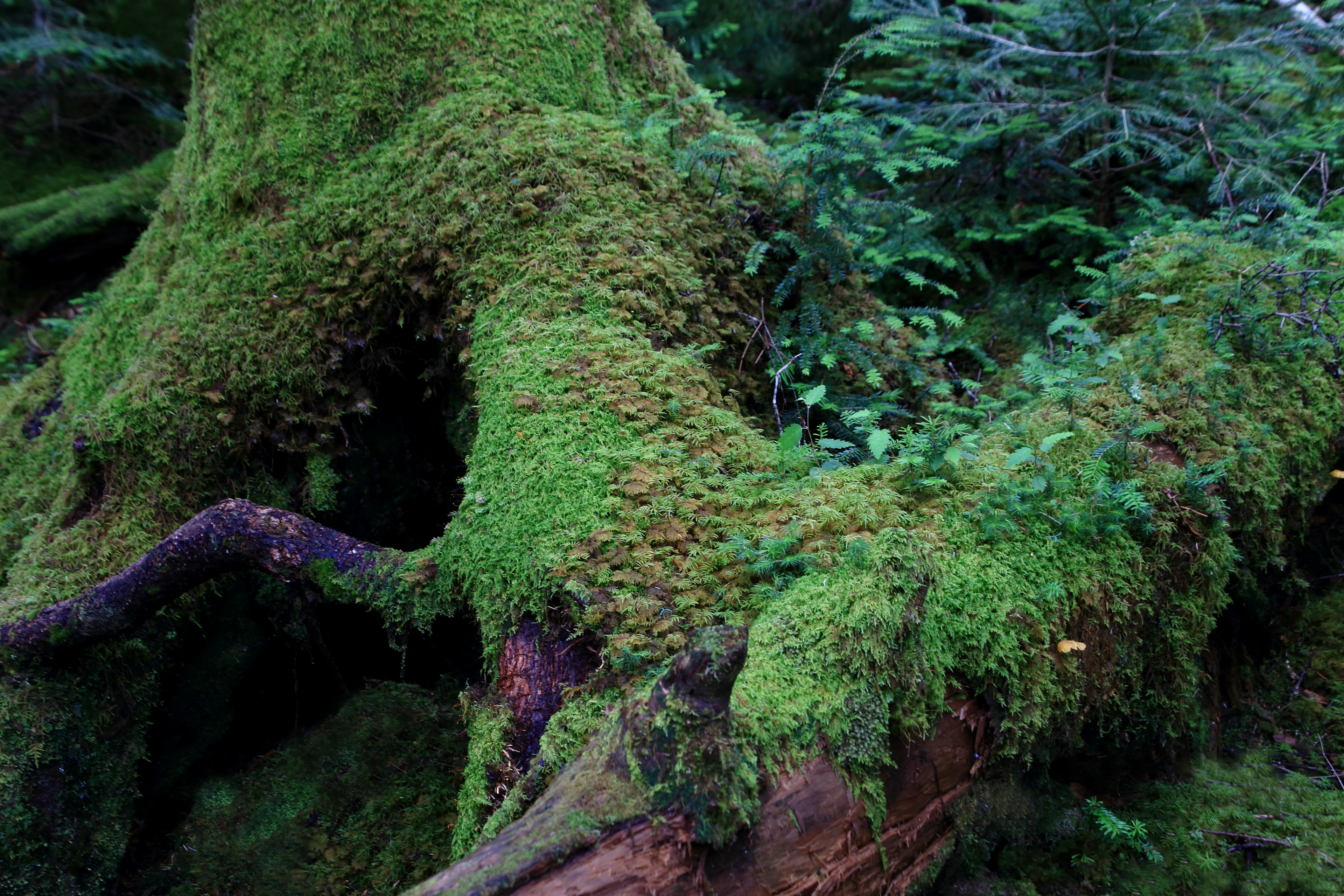 緑の苔に覆われた木の根元の詳細