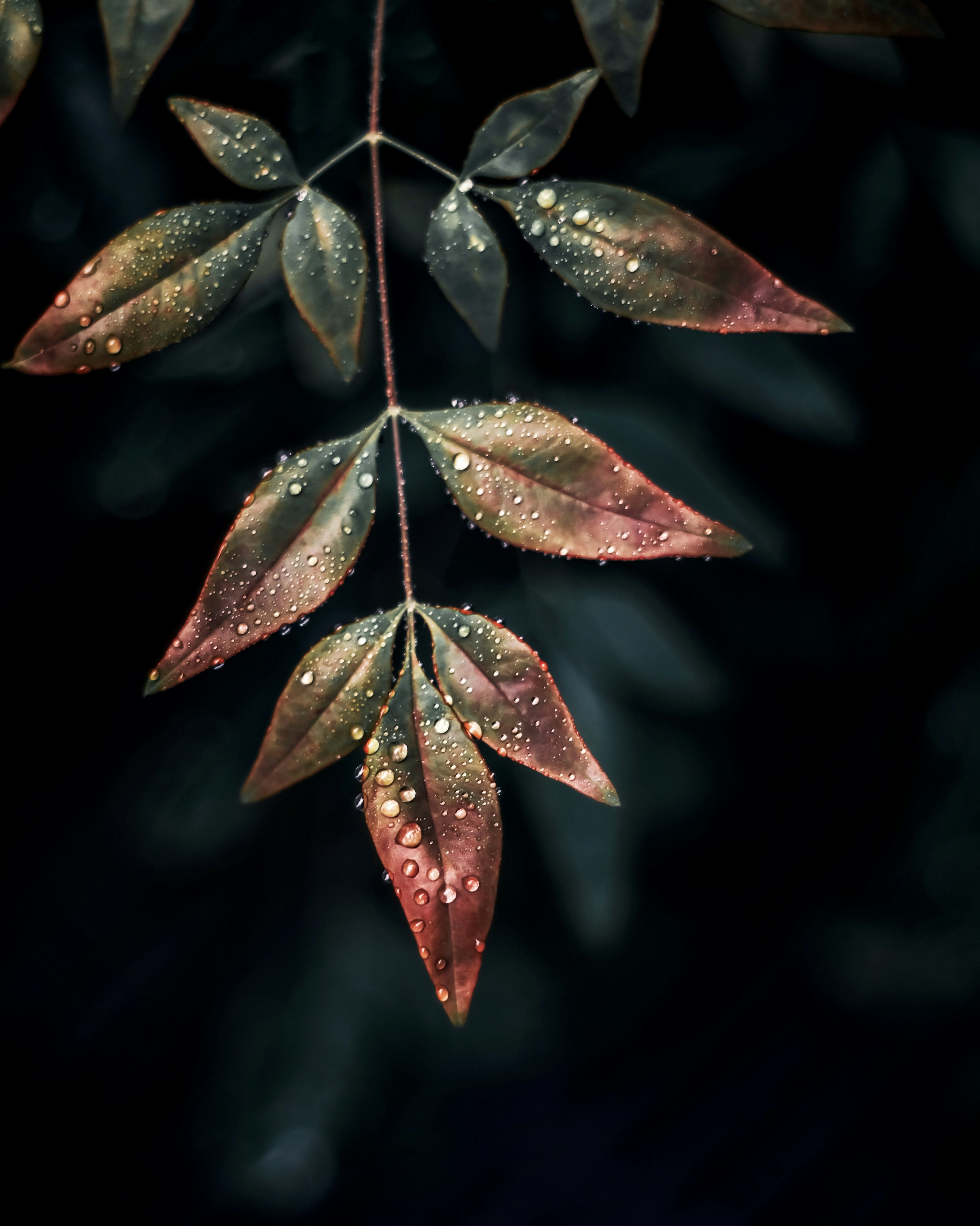 A close-up of leaves with droplets on a dark background