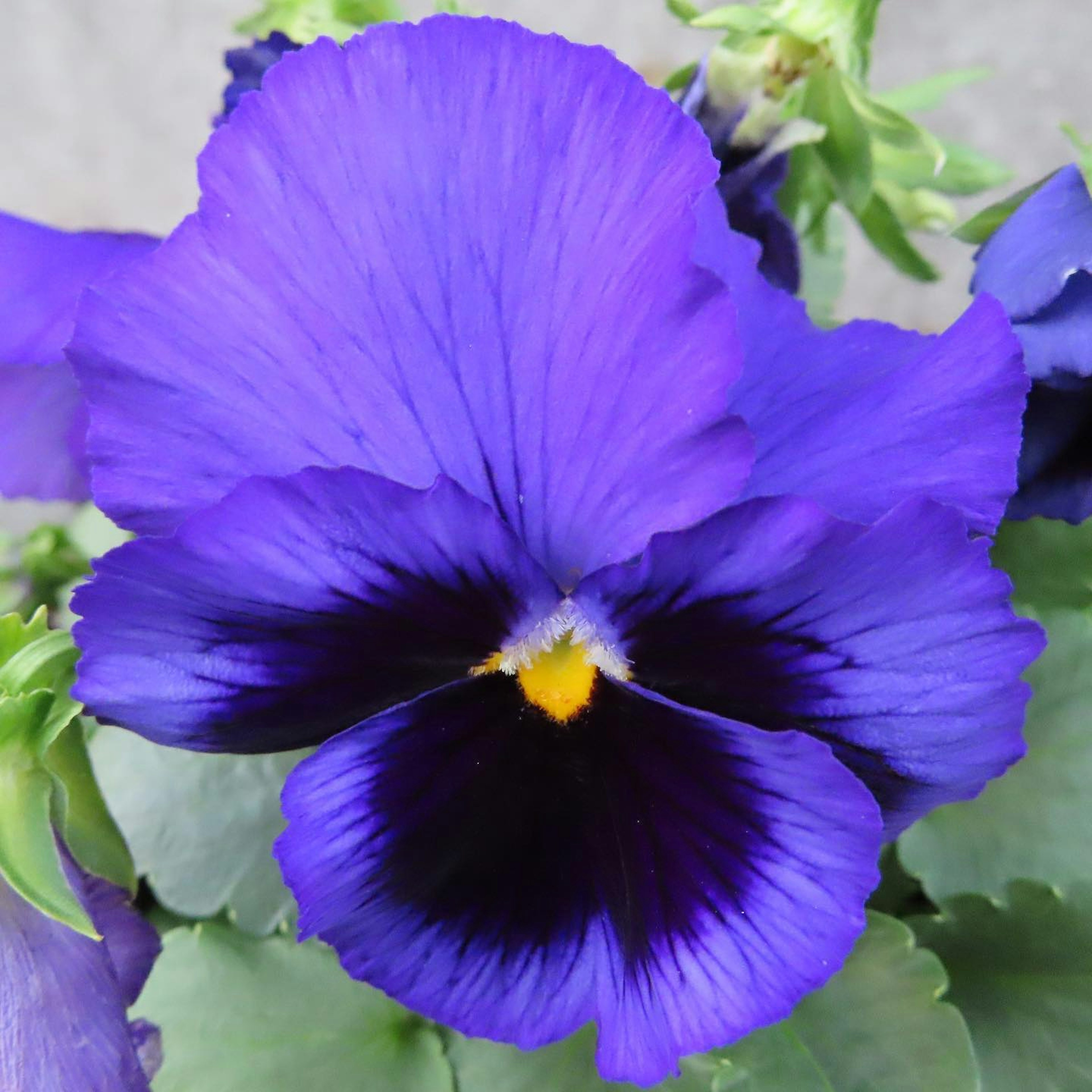 Vibrant purple pansy flower with a distinctive yellow center