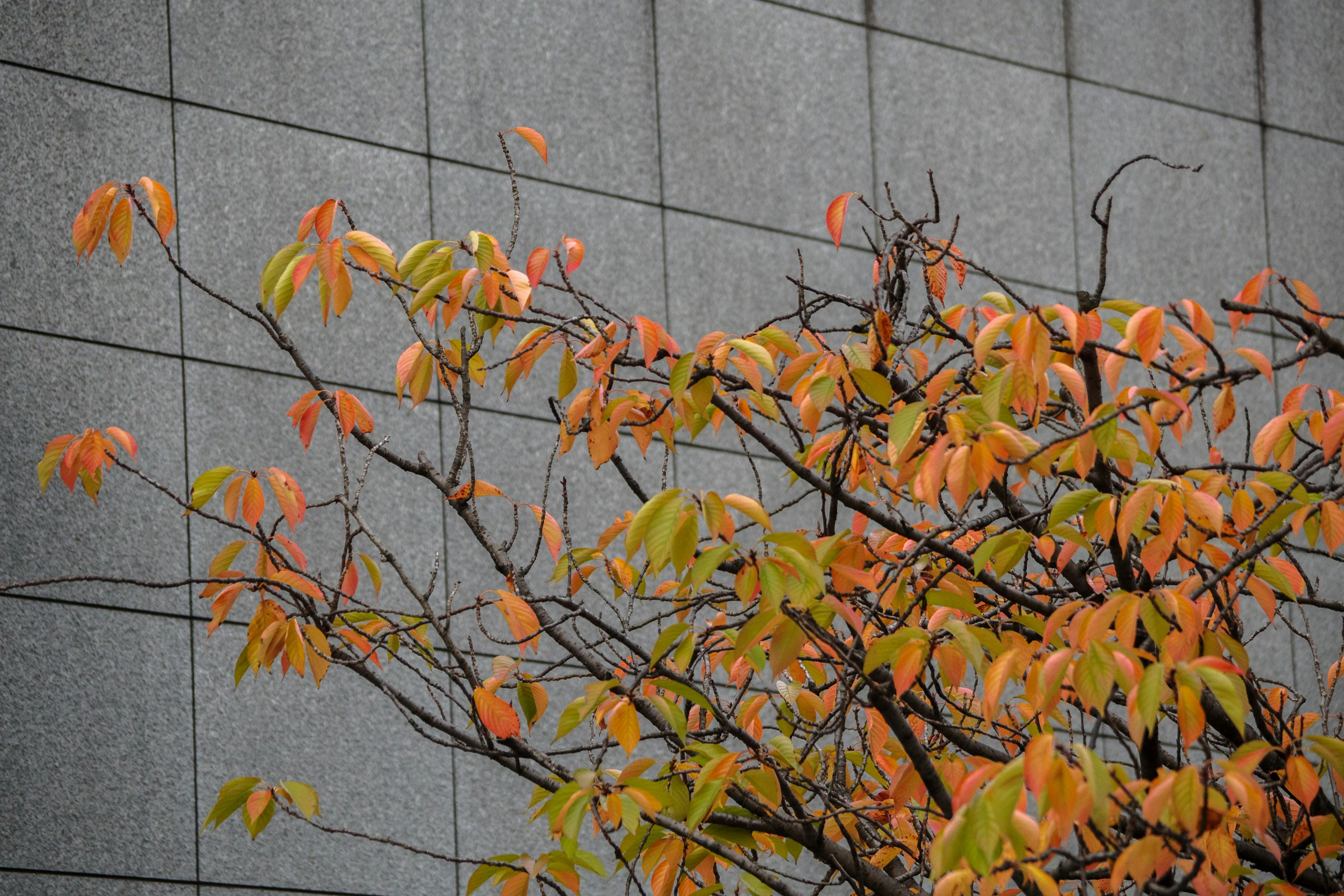 Árbol con hojas de otoño naranjas y verdes contra una pared de concreto