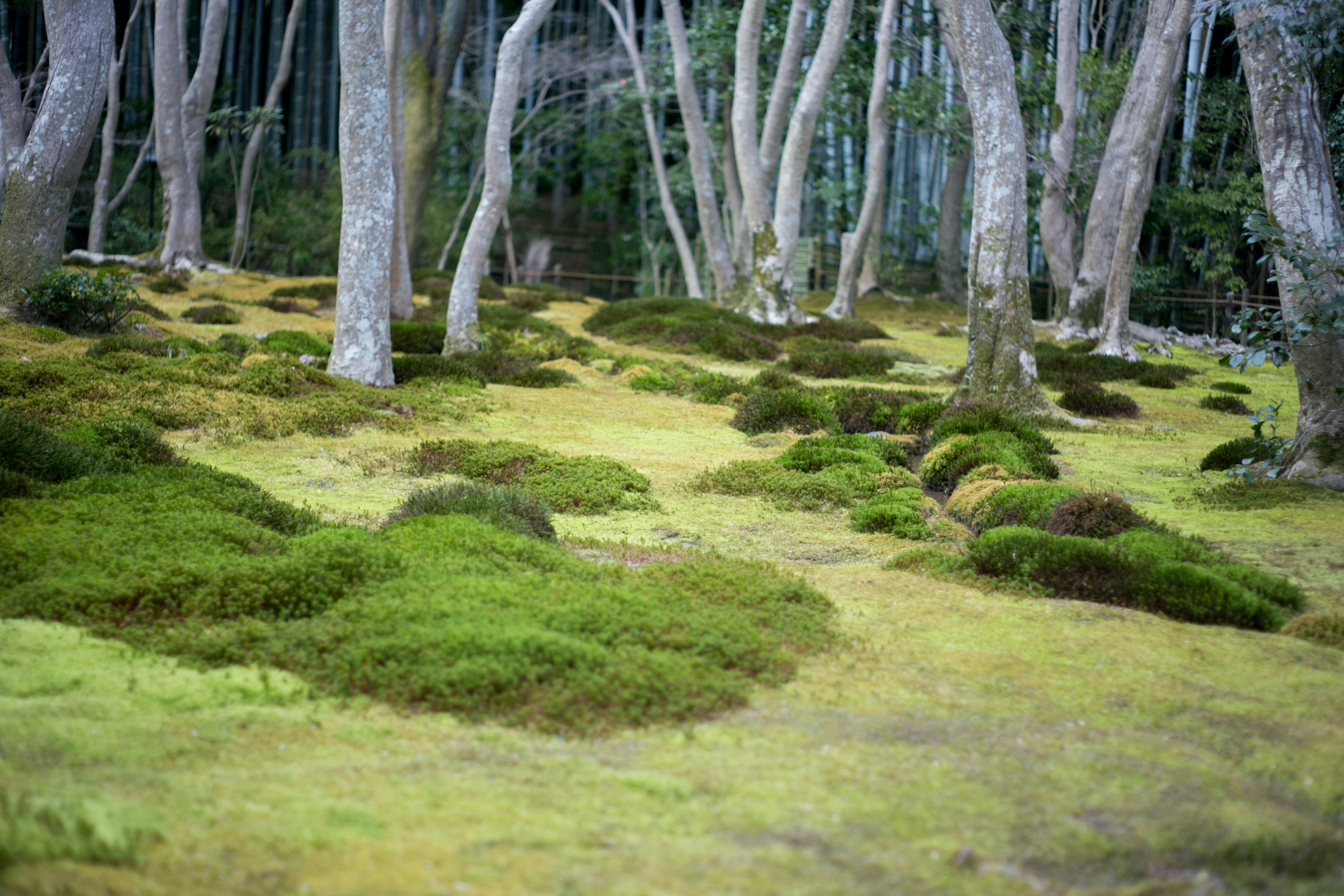 Un paisaje forestal sereno con musgo verde exuberante cubriendo el suelo y árboles altos