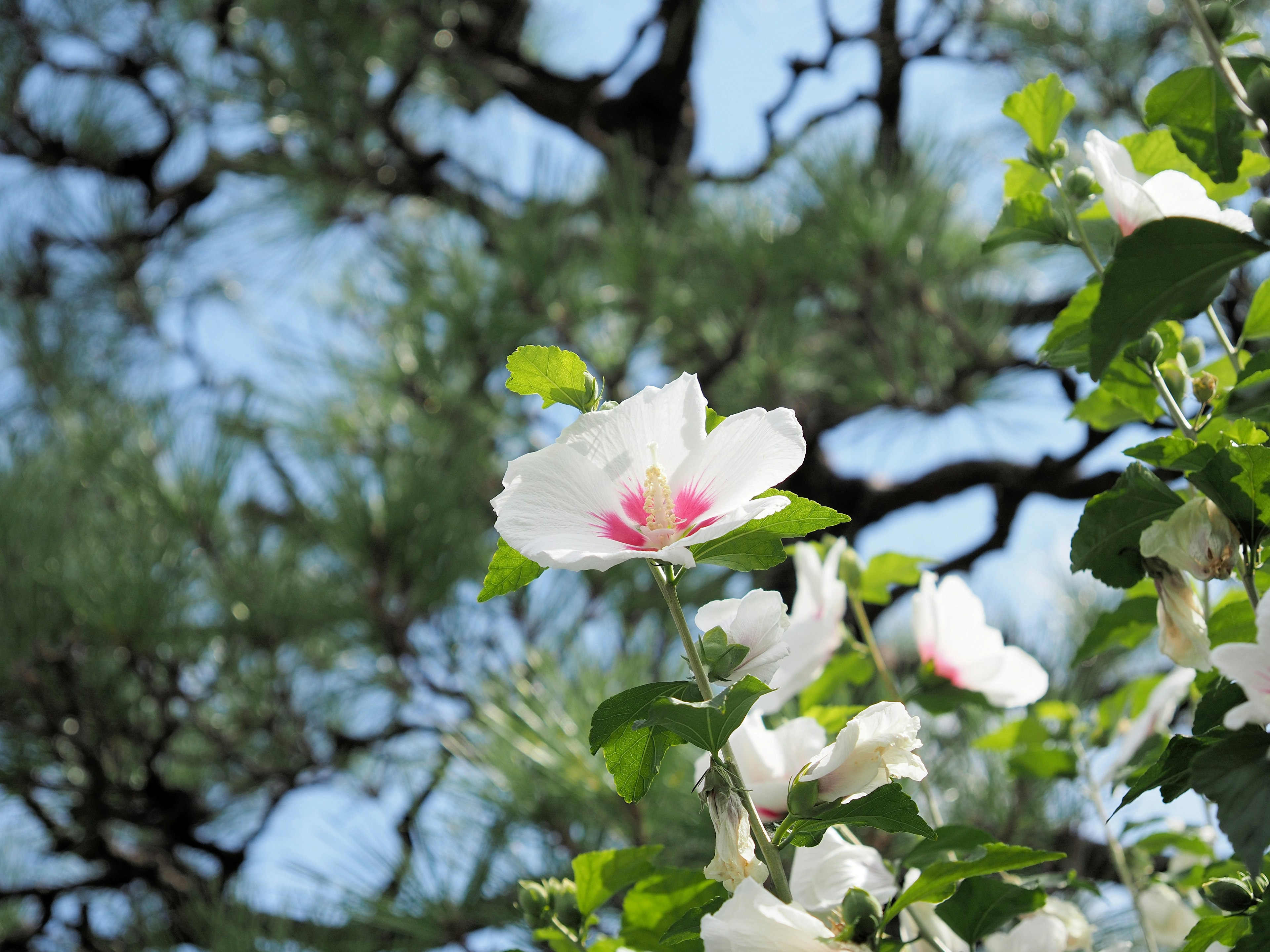 Acercamiento de flores blancas con centros rosas contra un cielo azul