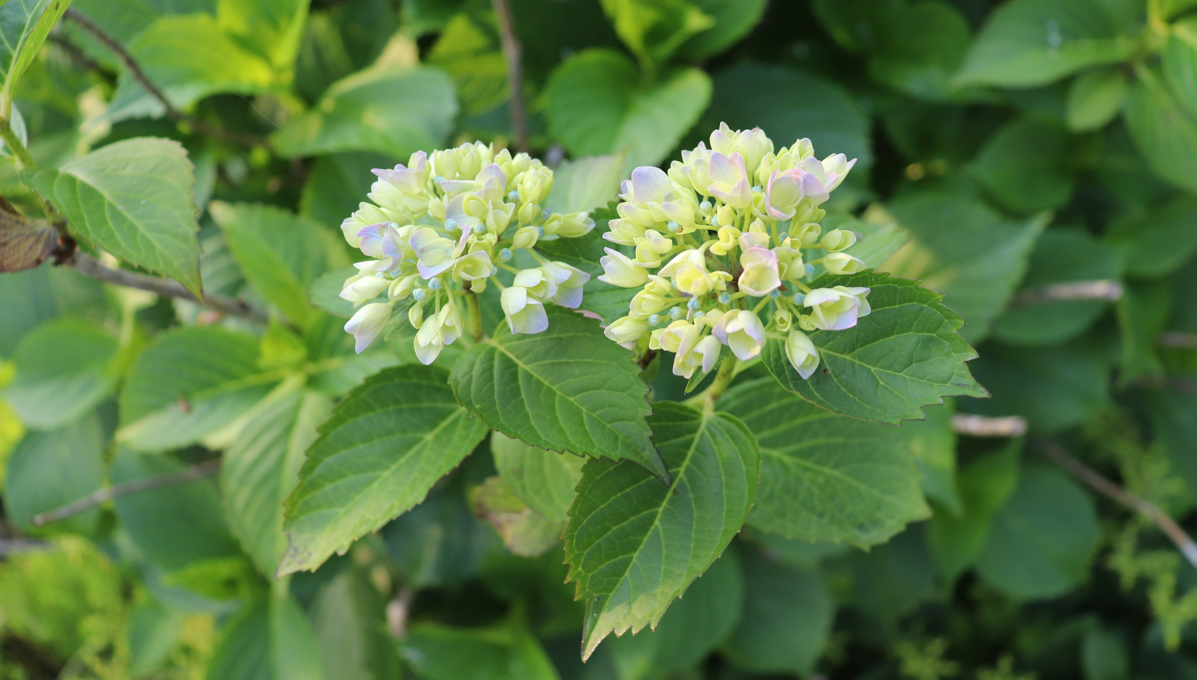 Planta de hortensia con botones de flores y hojas verdes