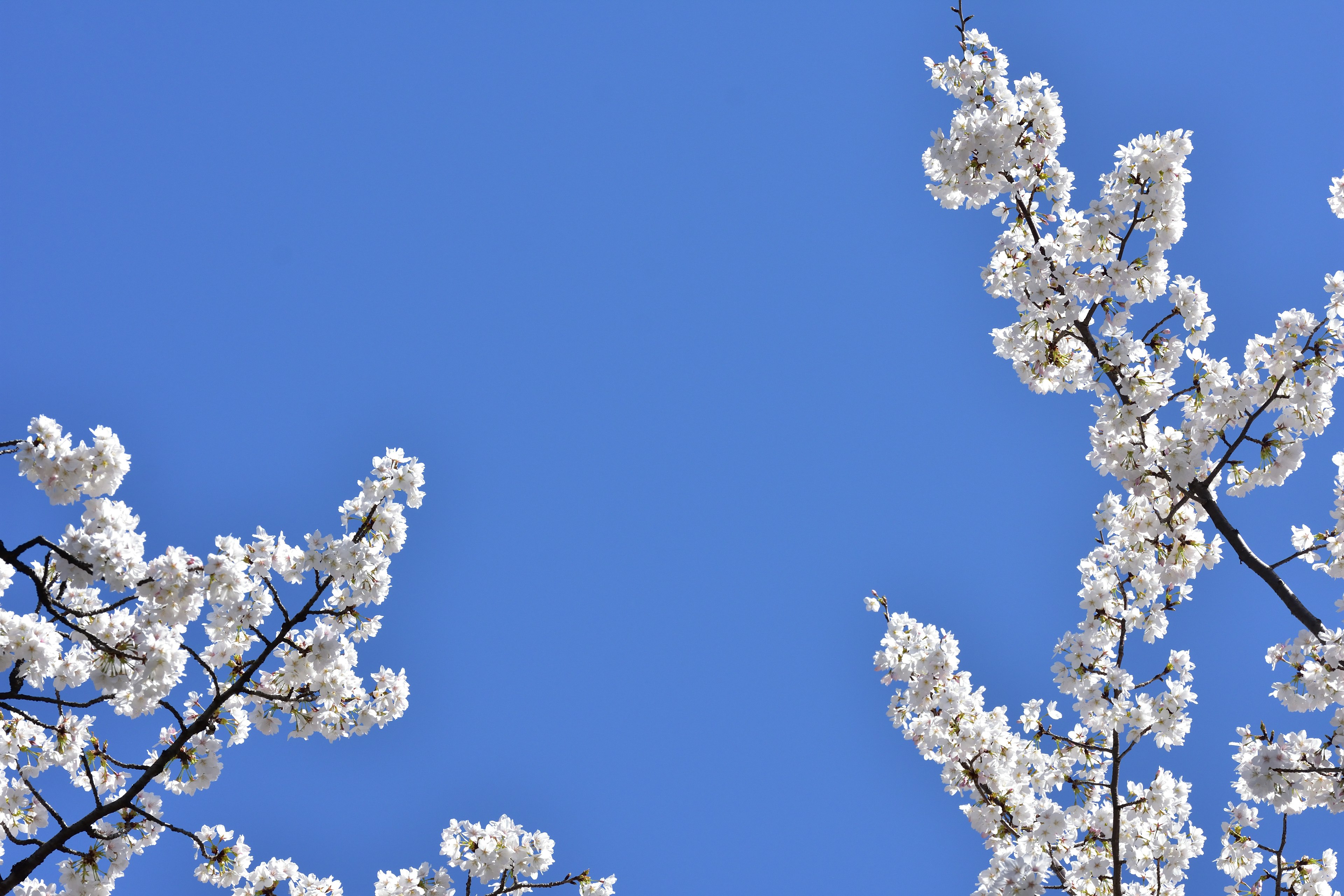 Zweige von weißen blühenden Bäumen vor einem blauen Himmel