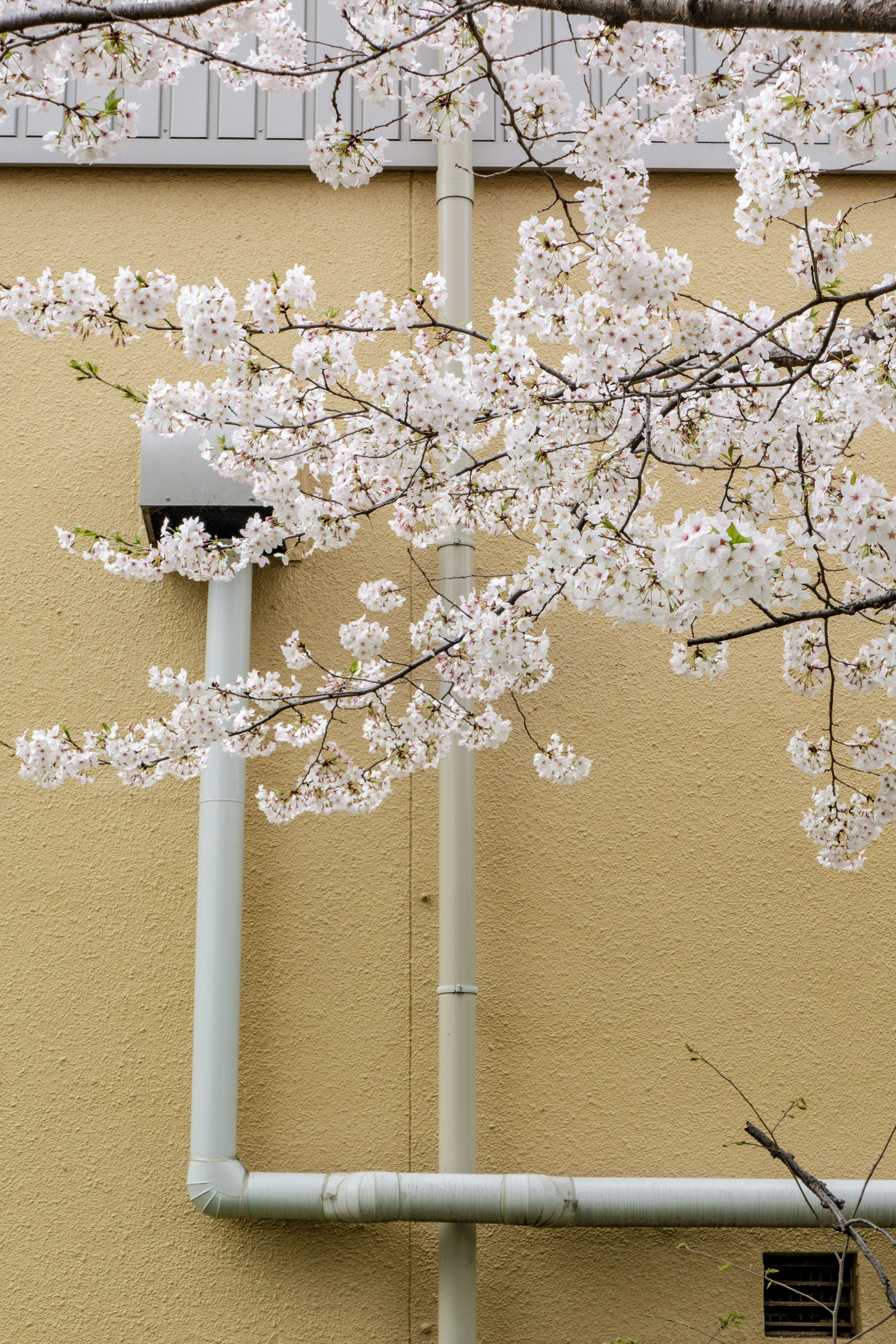 Kirschblütenzweige mit weißen Blumen vor einer blassen gelben Wand