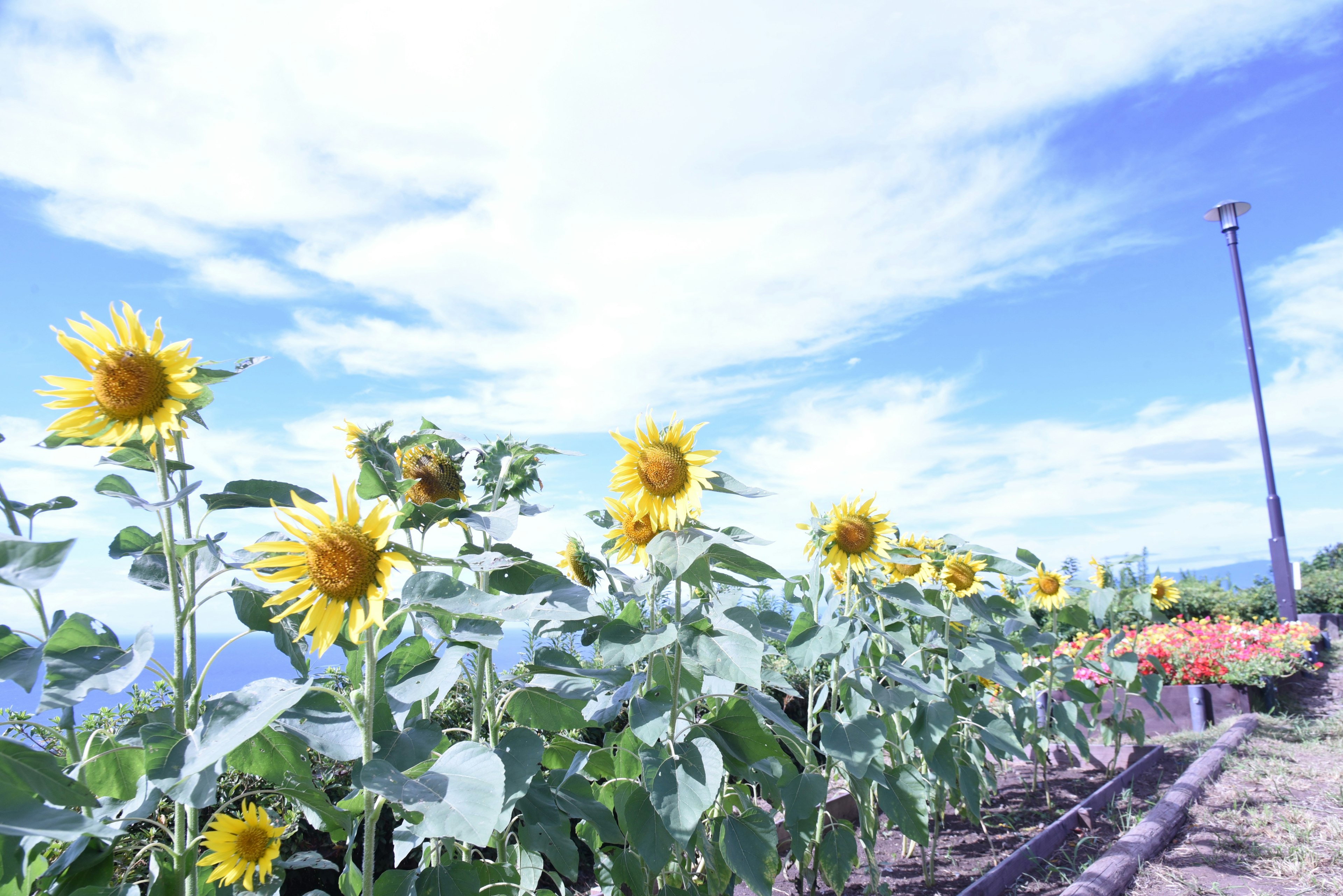 Eine Reihe von Sonnenblumen blüht unter einem blauen Himmel