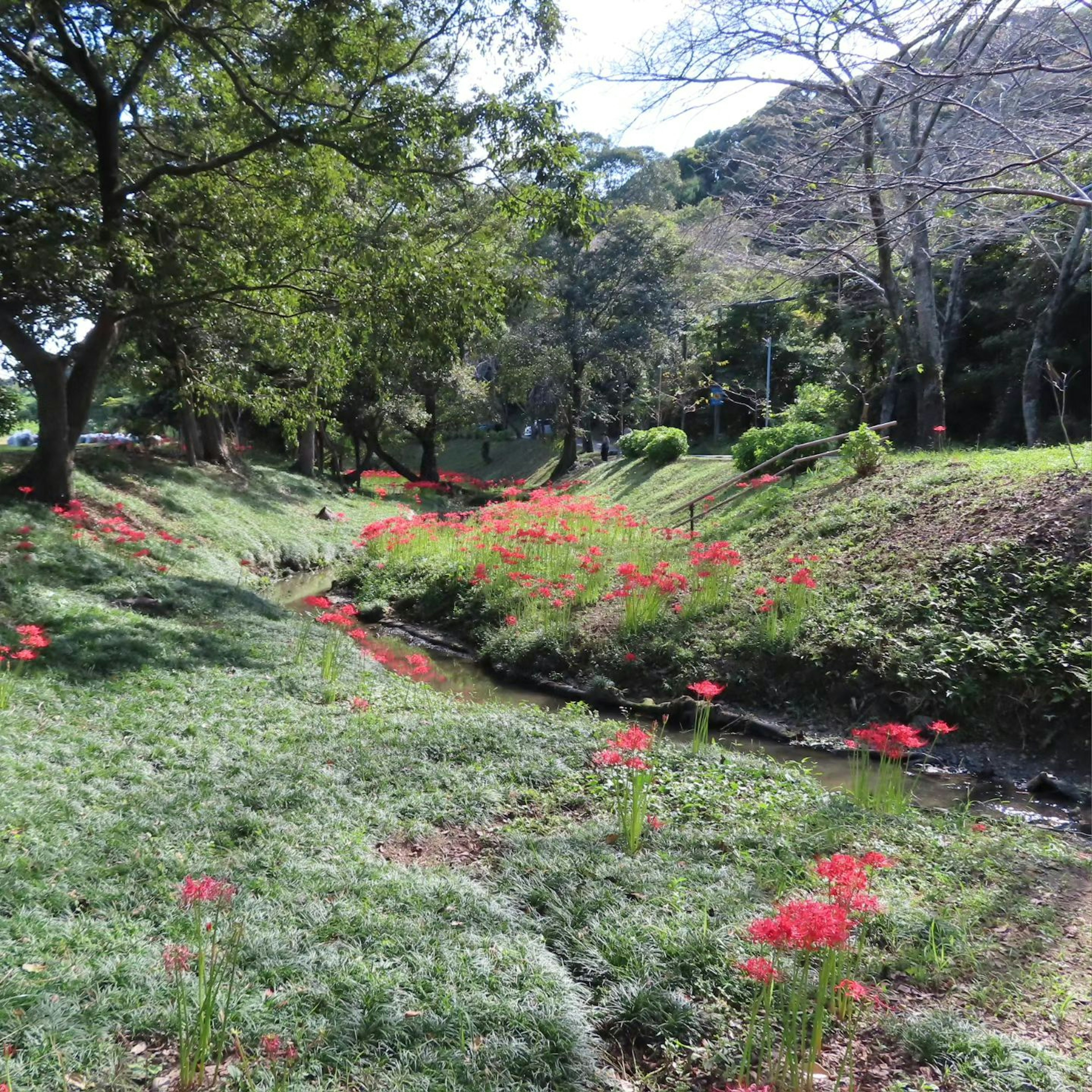 緑に囲まれた小川の横に咲く赤い花々の風景