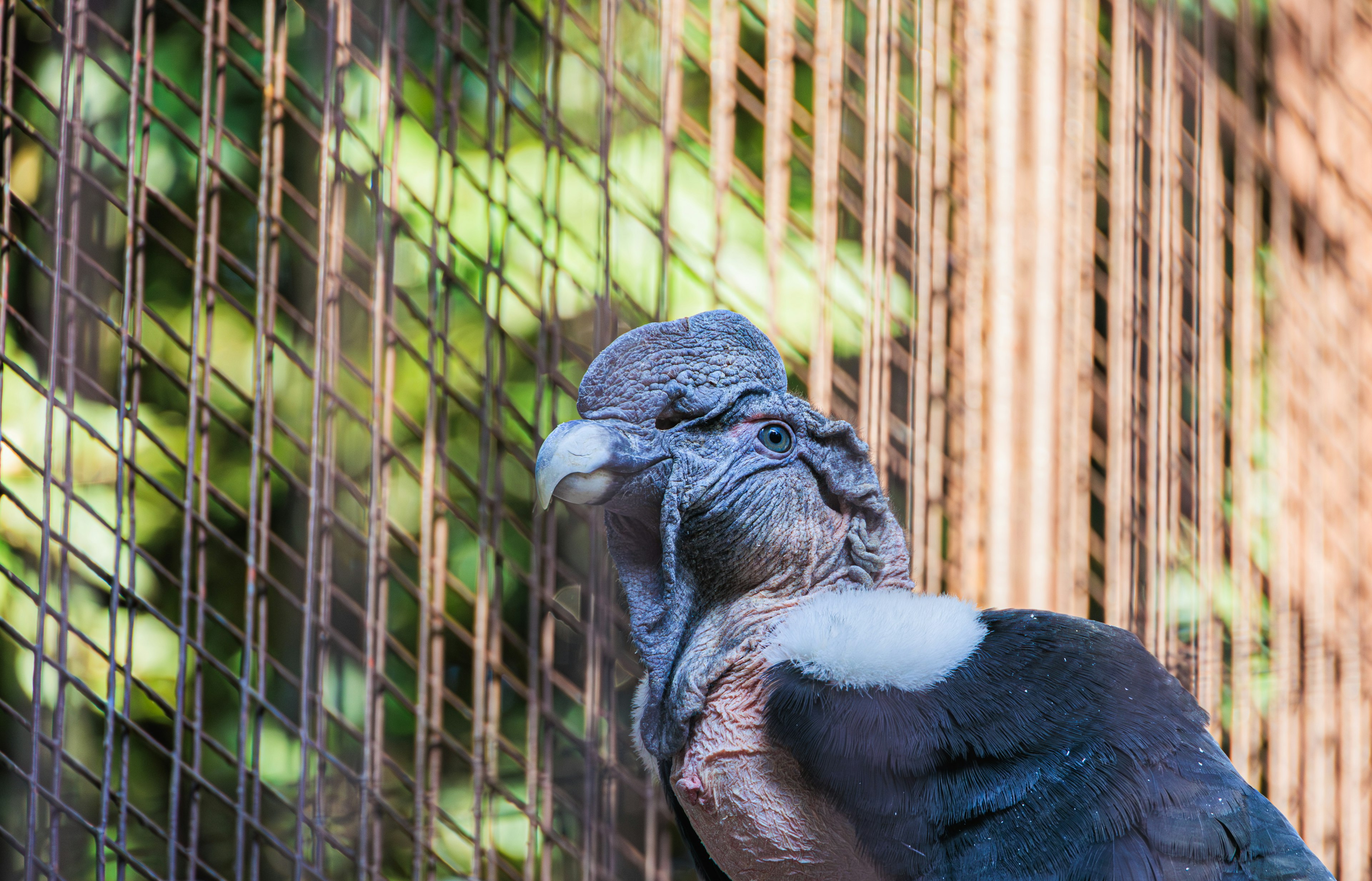 Nahaufnahme eines Geiers neben einem Vogelkäfig