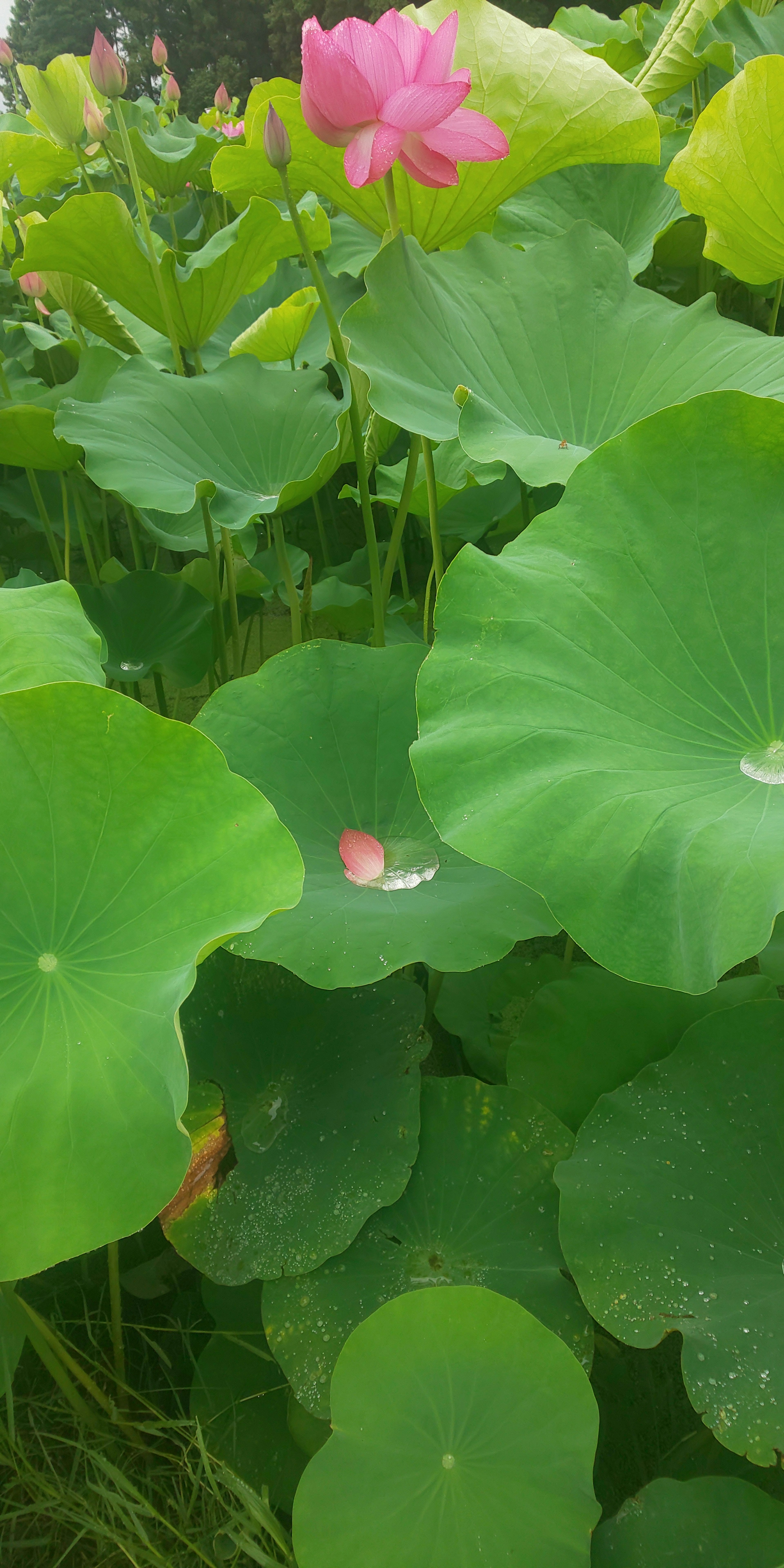 Beautiful waterside scene with green leaves and pink lotus flowers