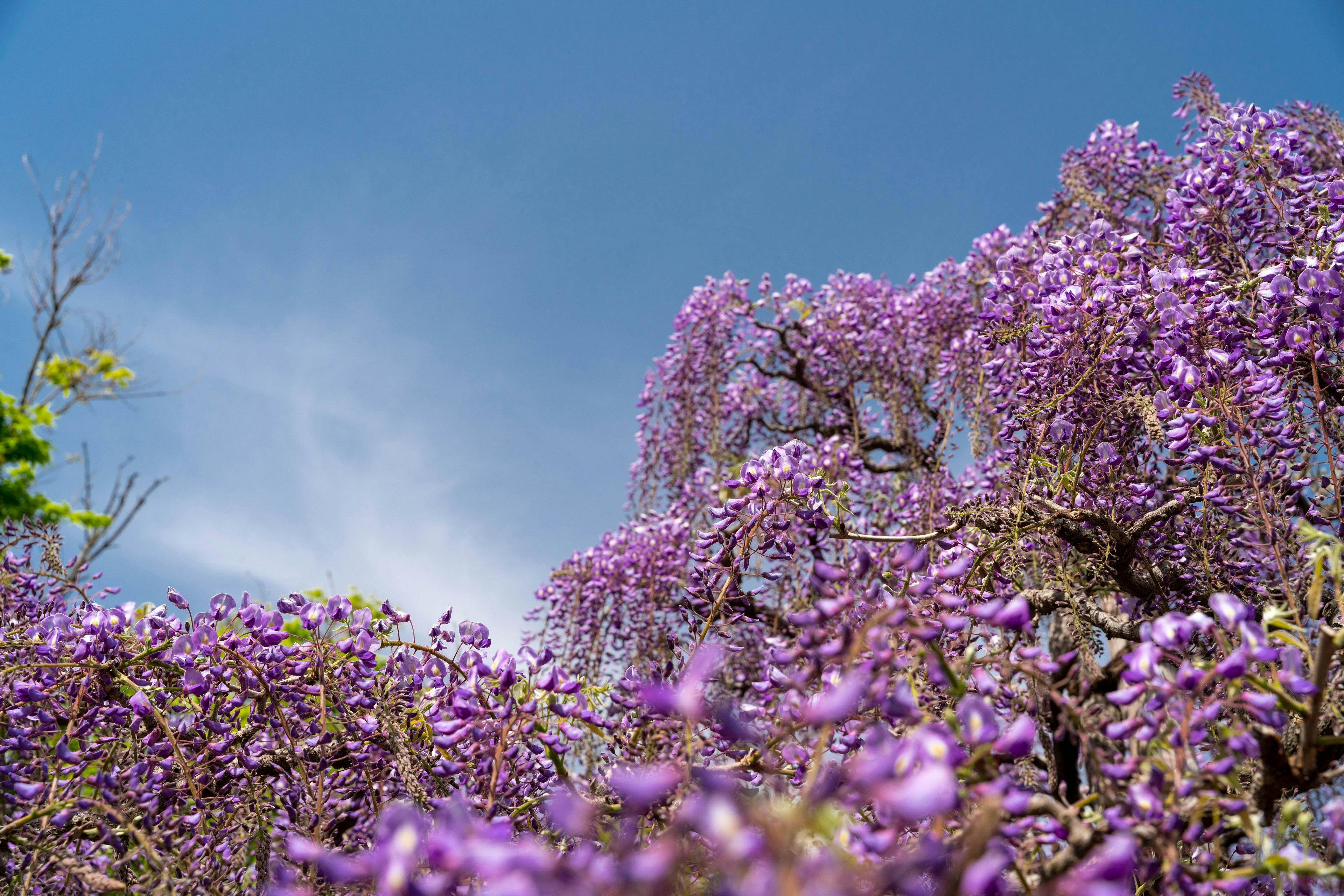 Bäume in voller Blüte mit lila Blumen unter blauem Himmel