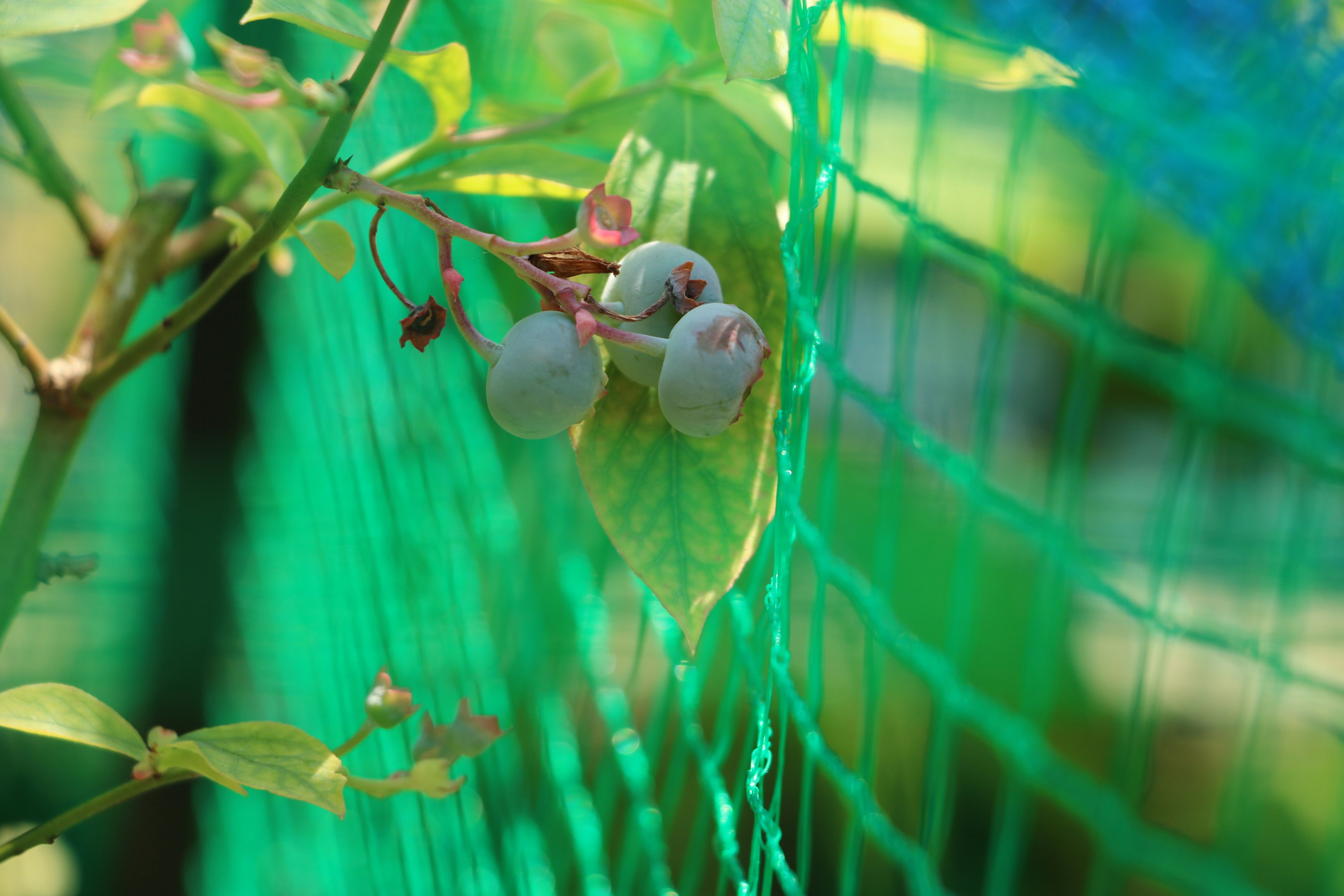 Primo piano di frutti coperti da una rete verde