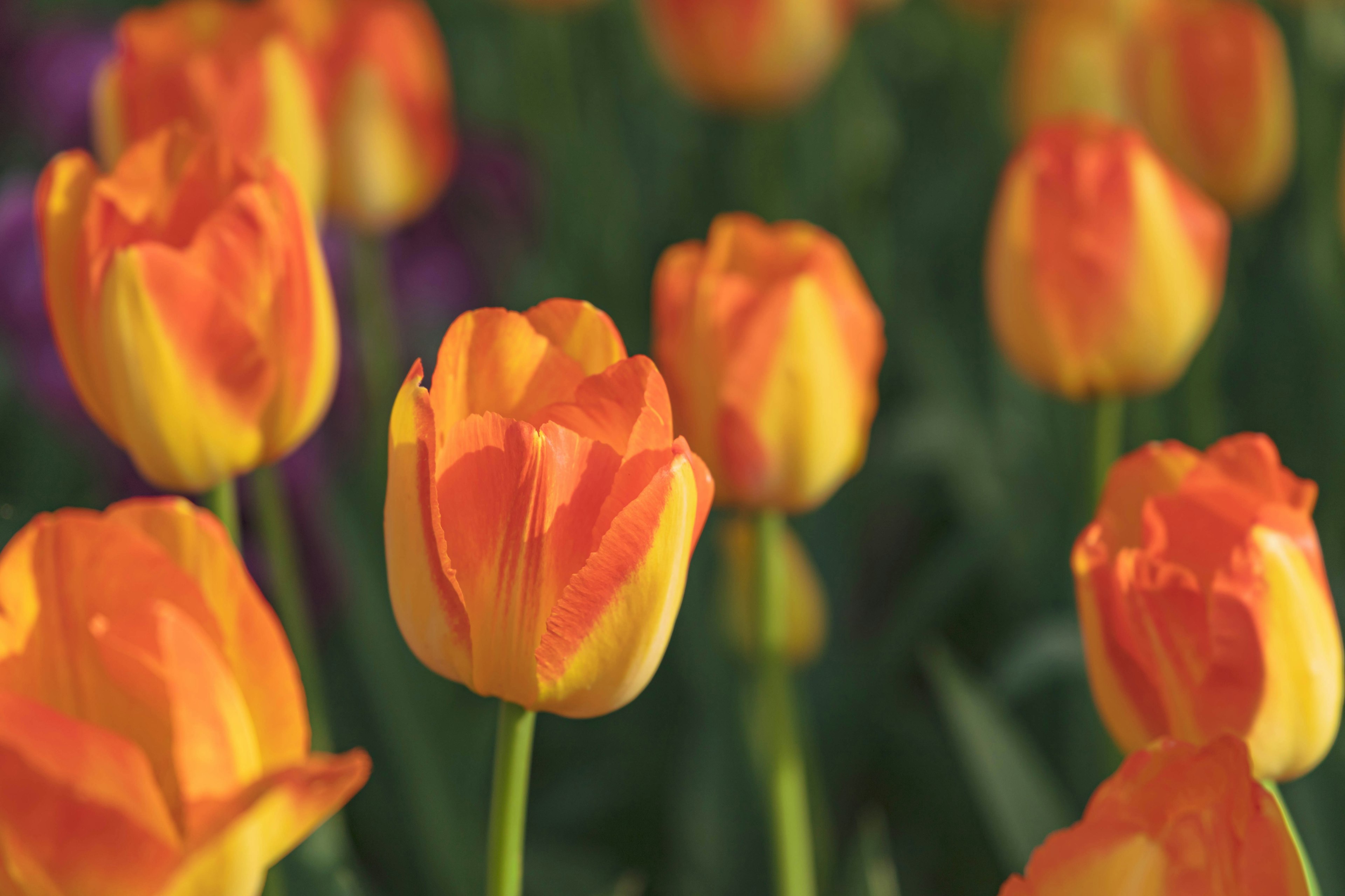 Bunga tulip oranye cerah di ladang hijau subur