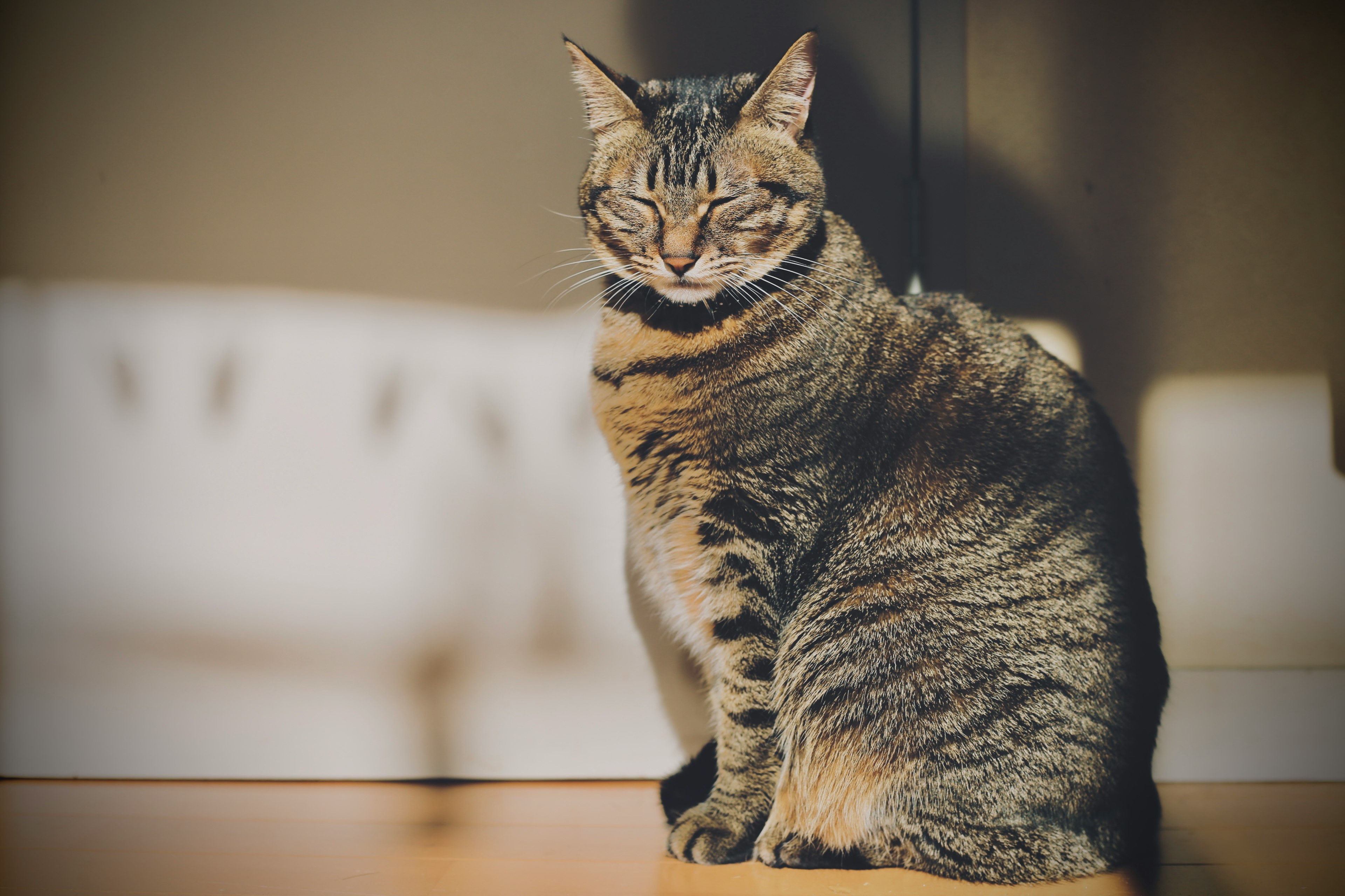 日差しの中に座っている茶色の縞模様の猫