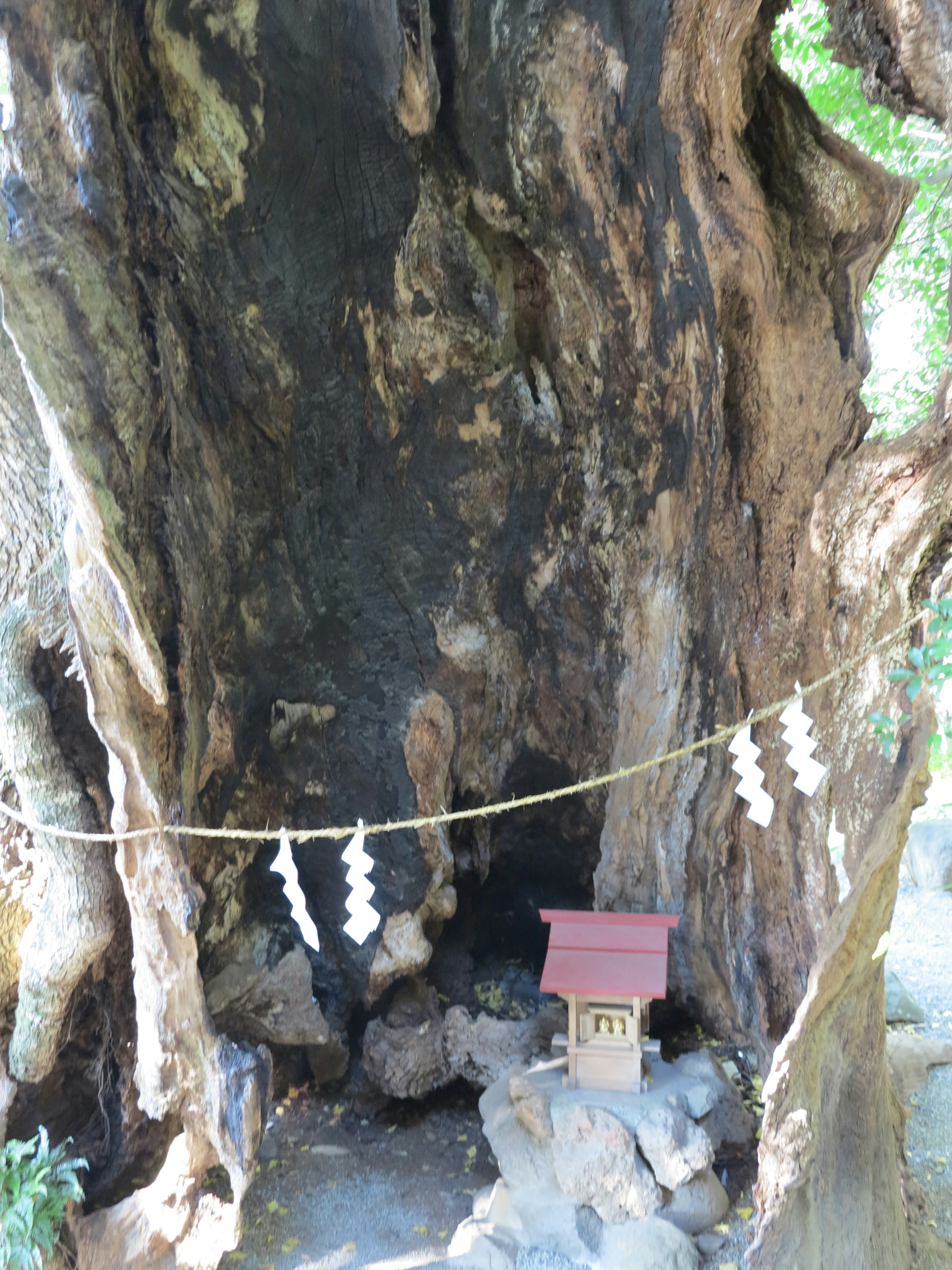 大树干上有一个小神社和しめ縄装饰