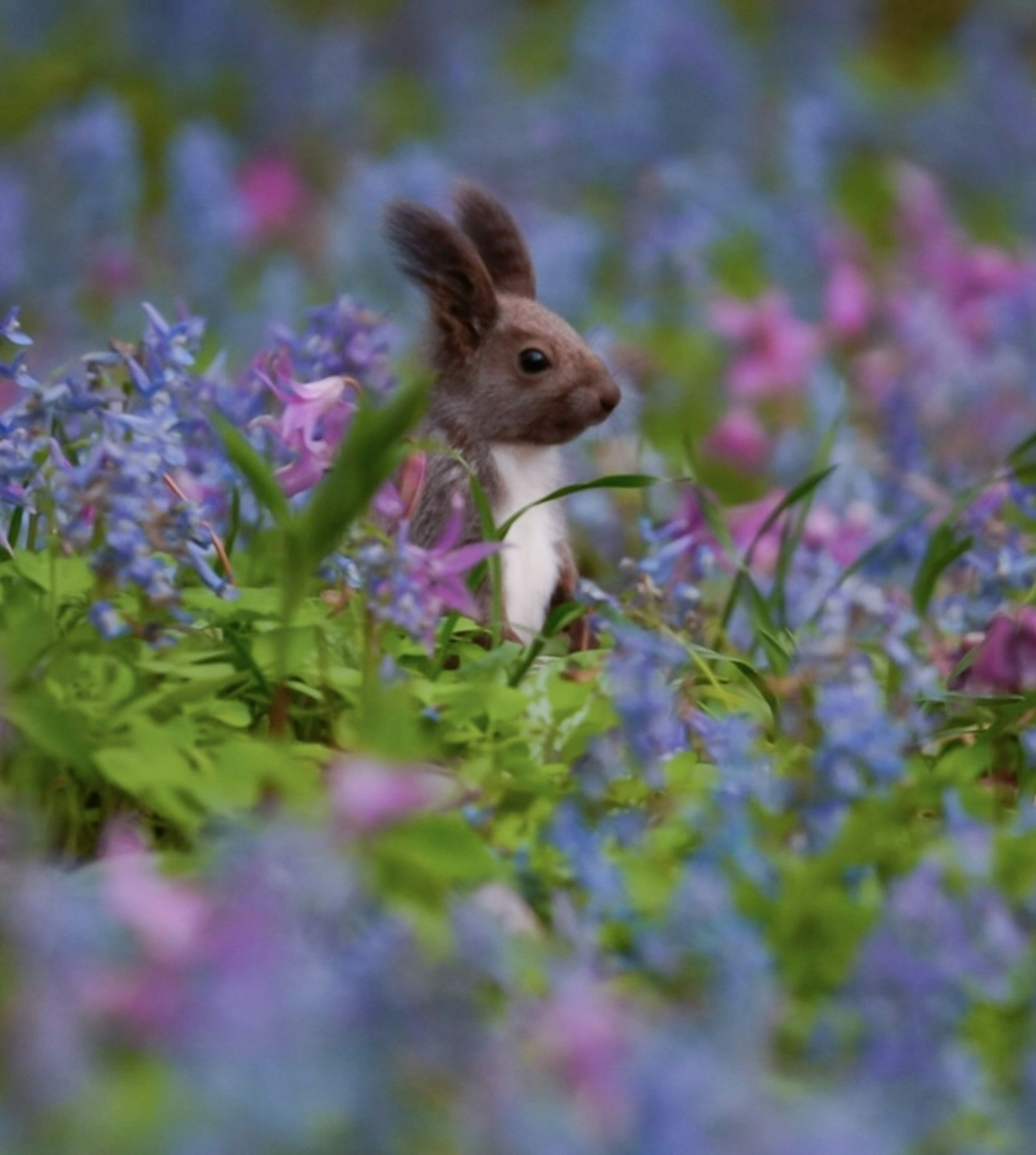 色とりどりの花の中に佇む小さなウサギ