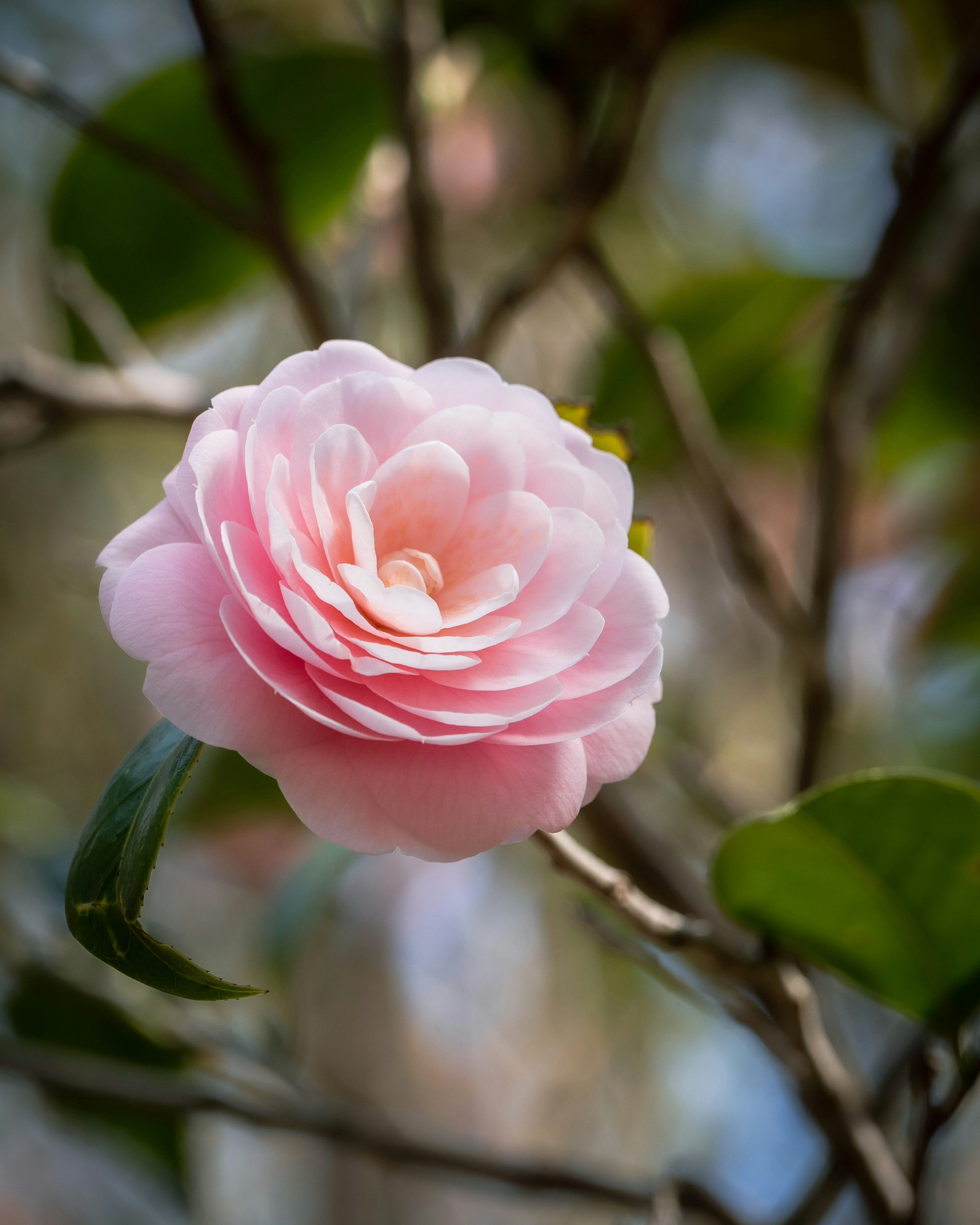 柔らかなピンクの花びらを持つカメリアの花が枝に咲いている