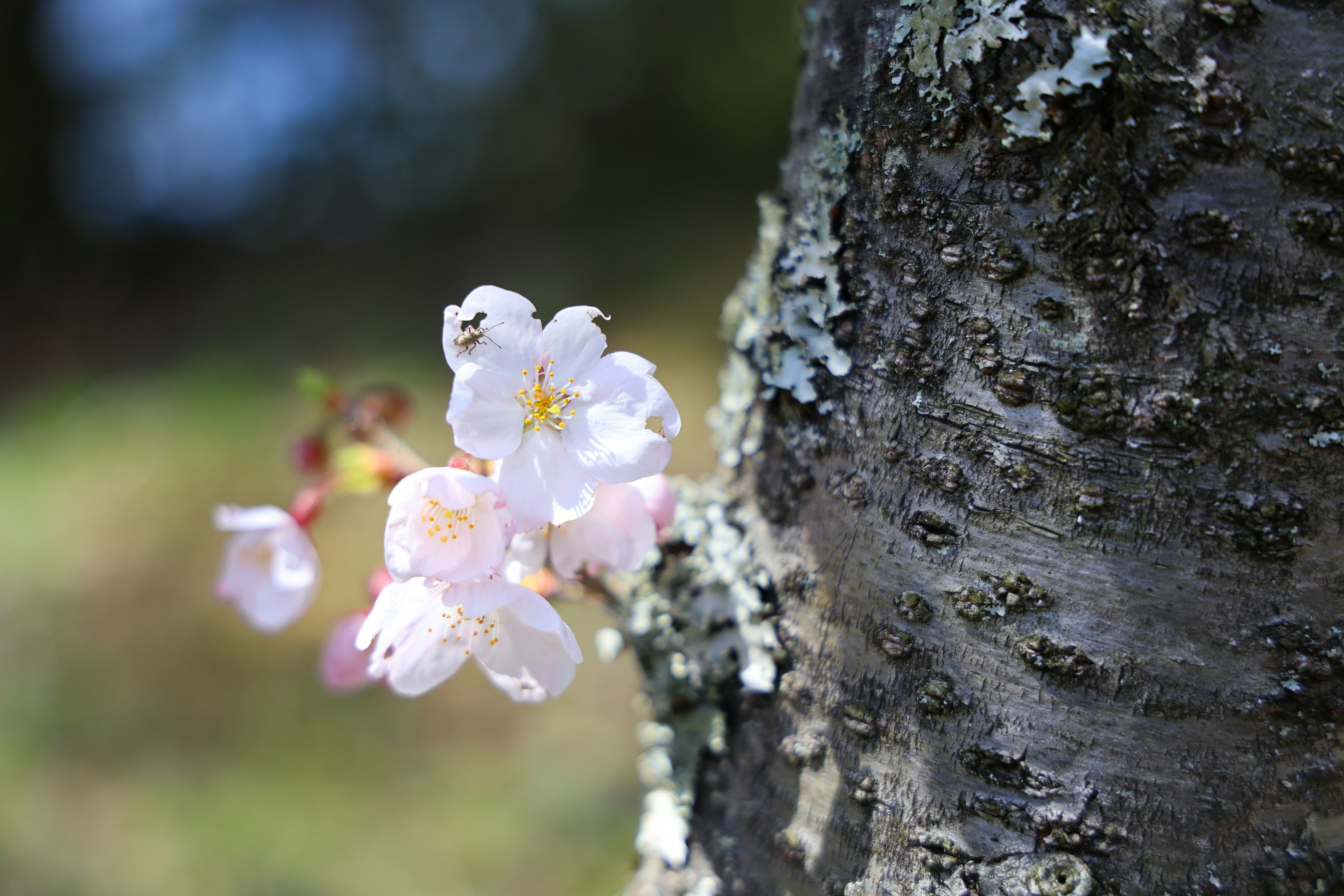 Primo piano di fiori di ciliegio che sbocciano vicino a un tronco d'albero