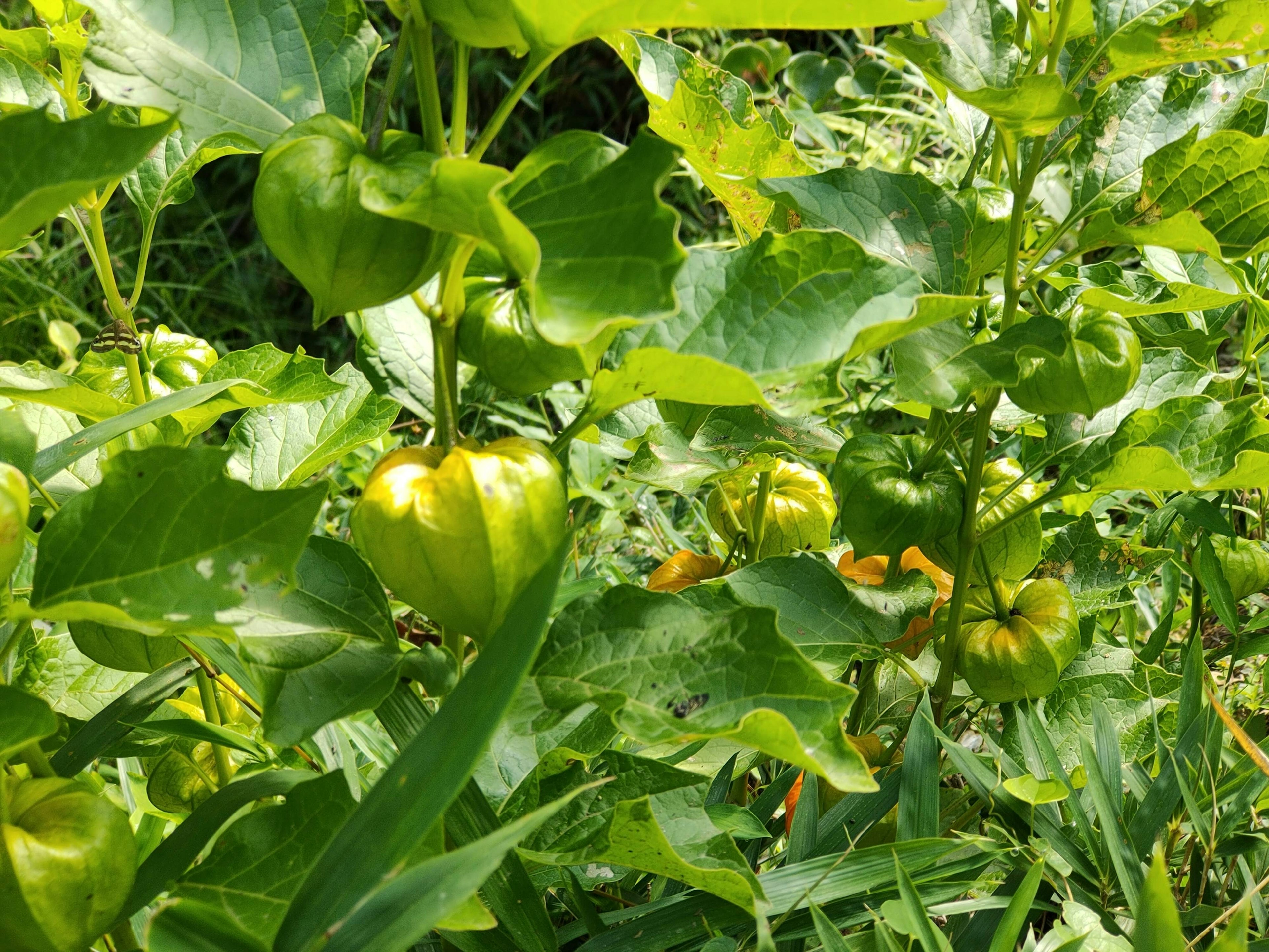 Eine Pflanze mit unreifen Früchten, umgeben von grünen Blättern