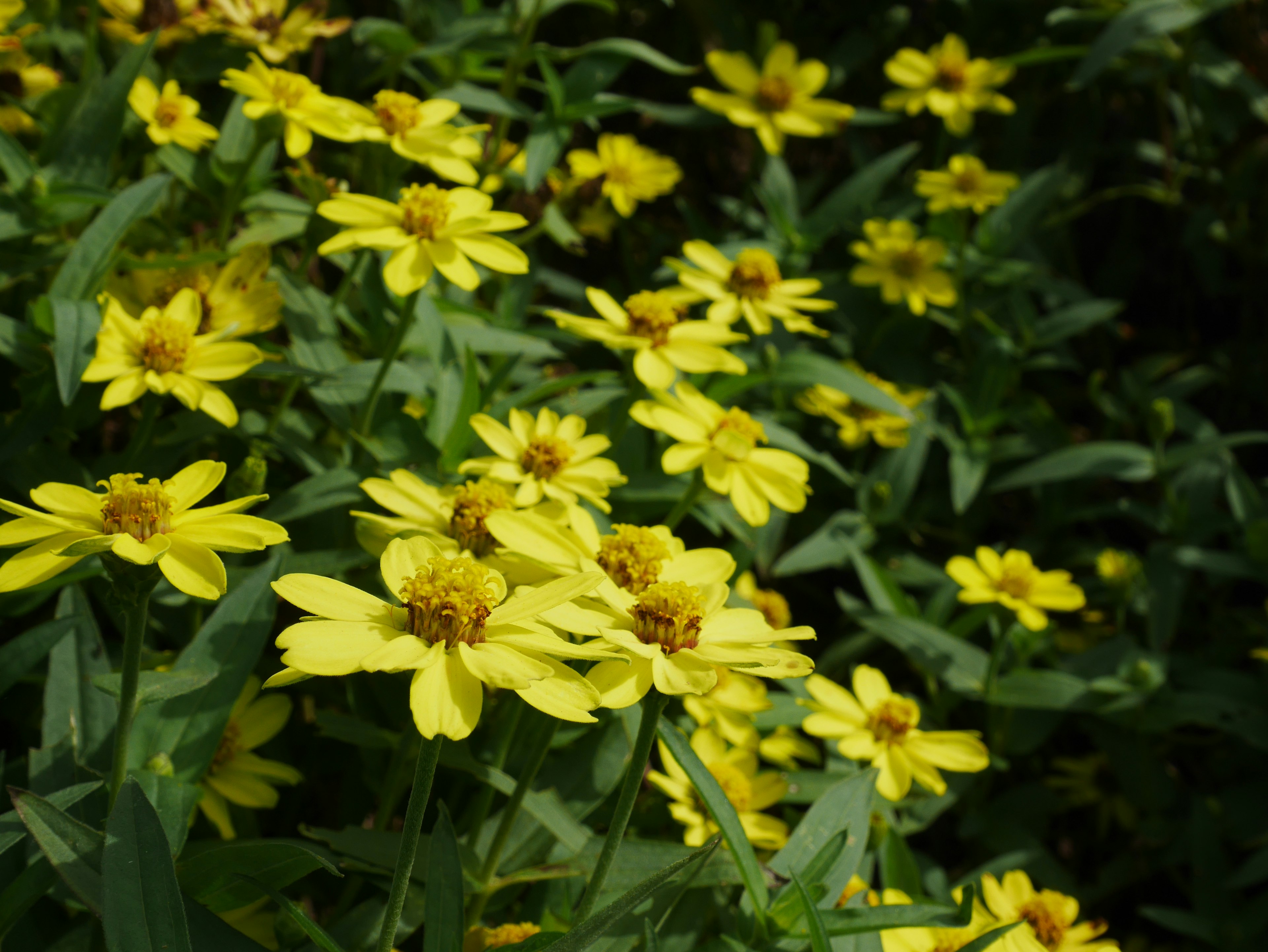 Cluster von lebhaften gelben Blumen, die unter grünem Laub blühen