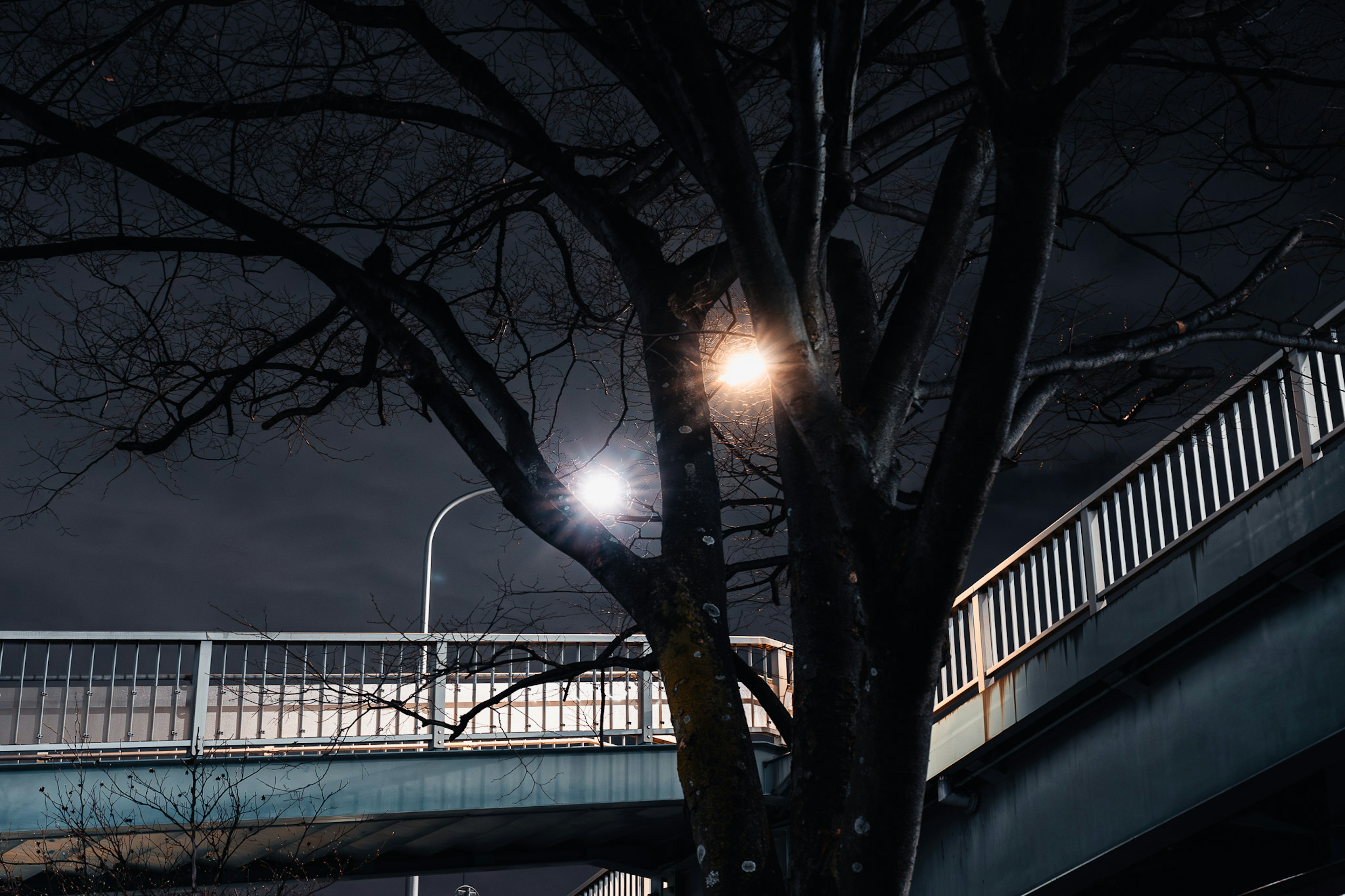 暗い夜の街路樹と橋のシルエット