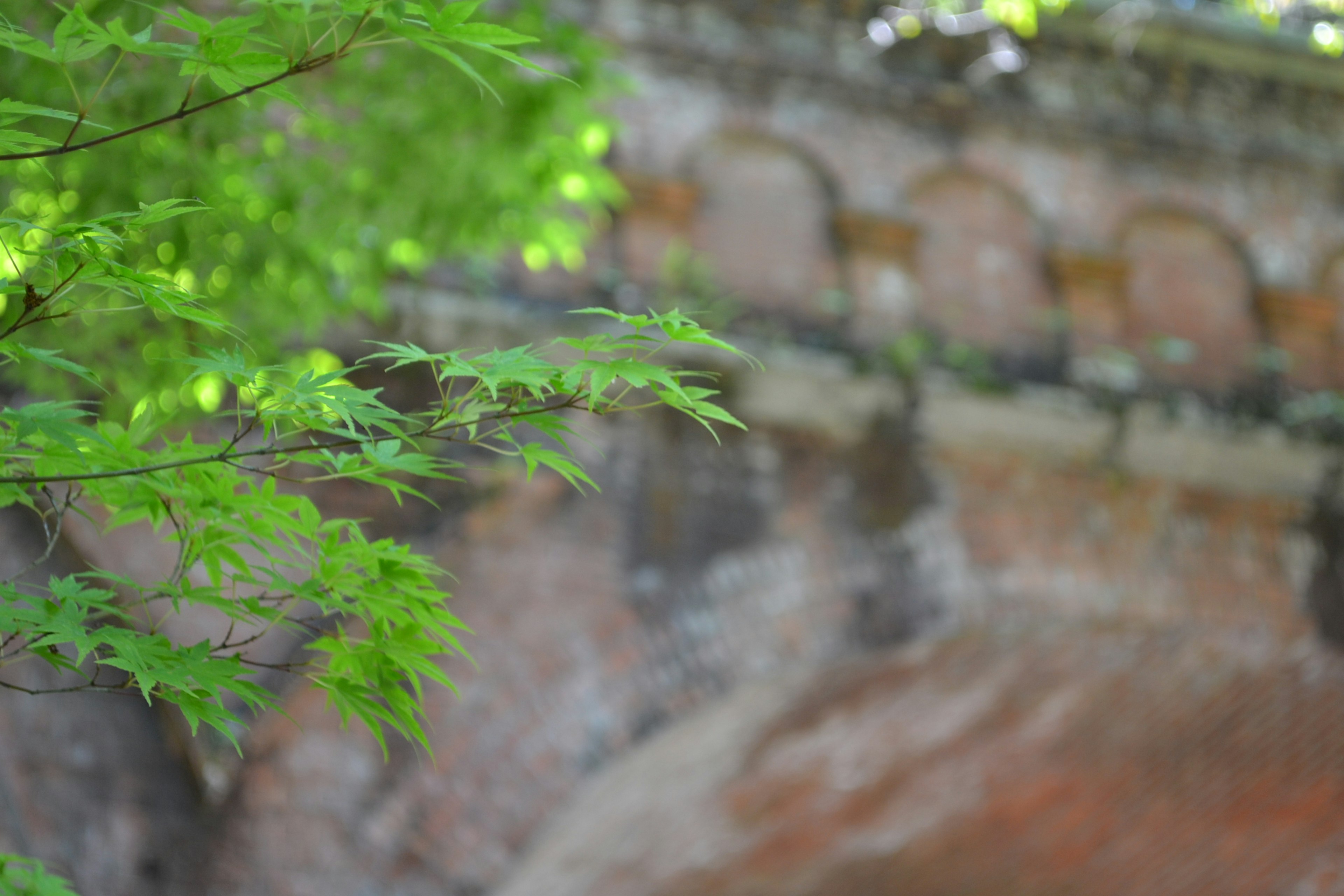 Green leaves in the foreground with a blurred old brick wall in the background