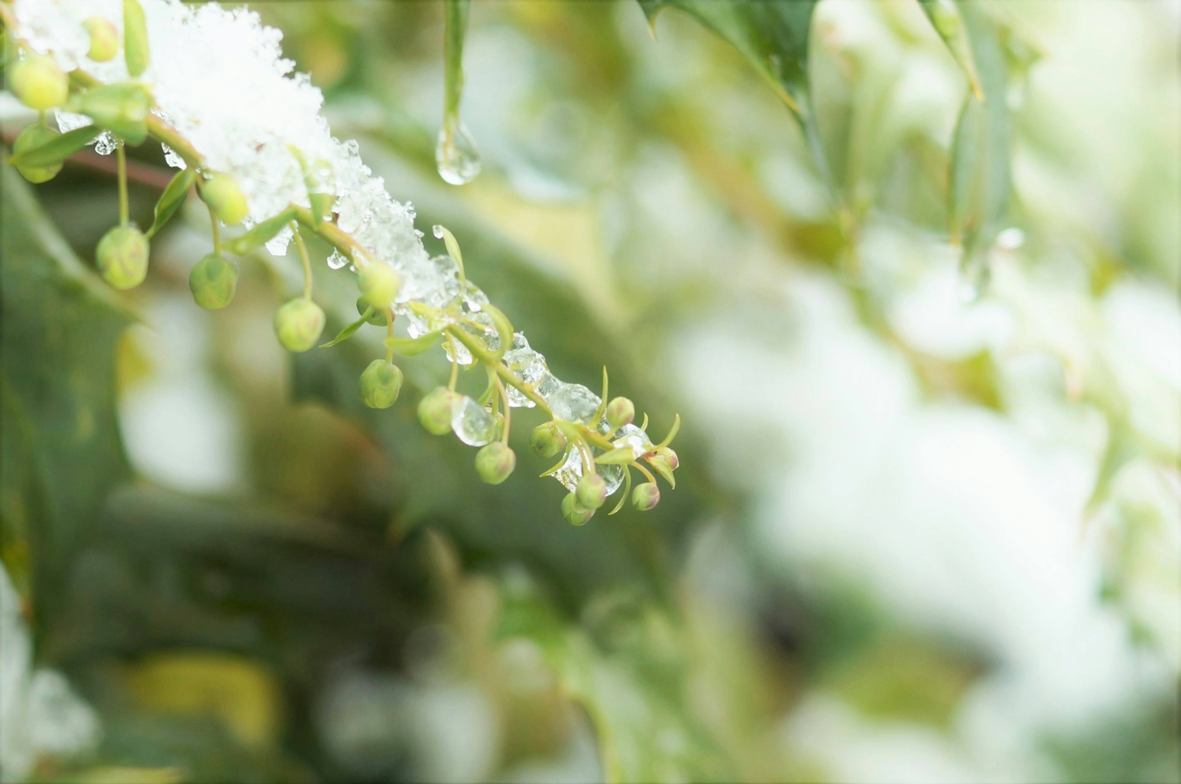 雪の中の緑の花と水滴のクローズアップ