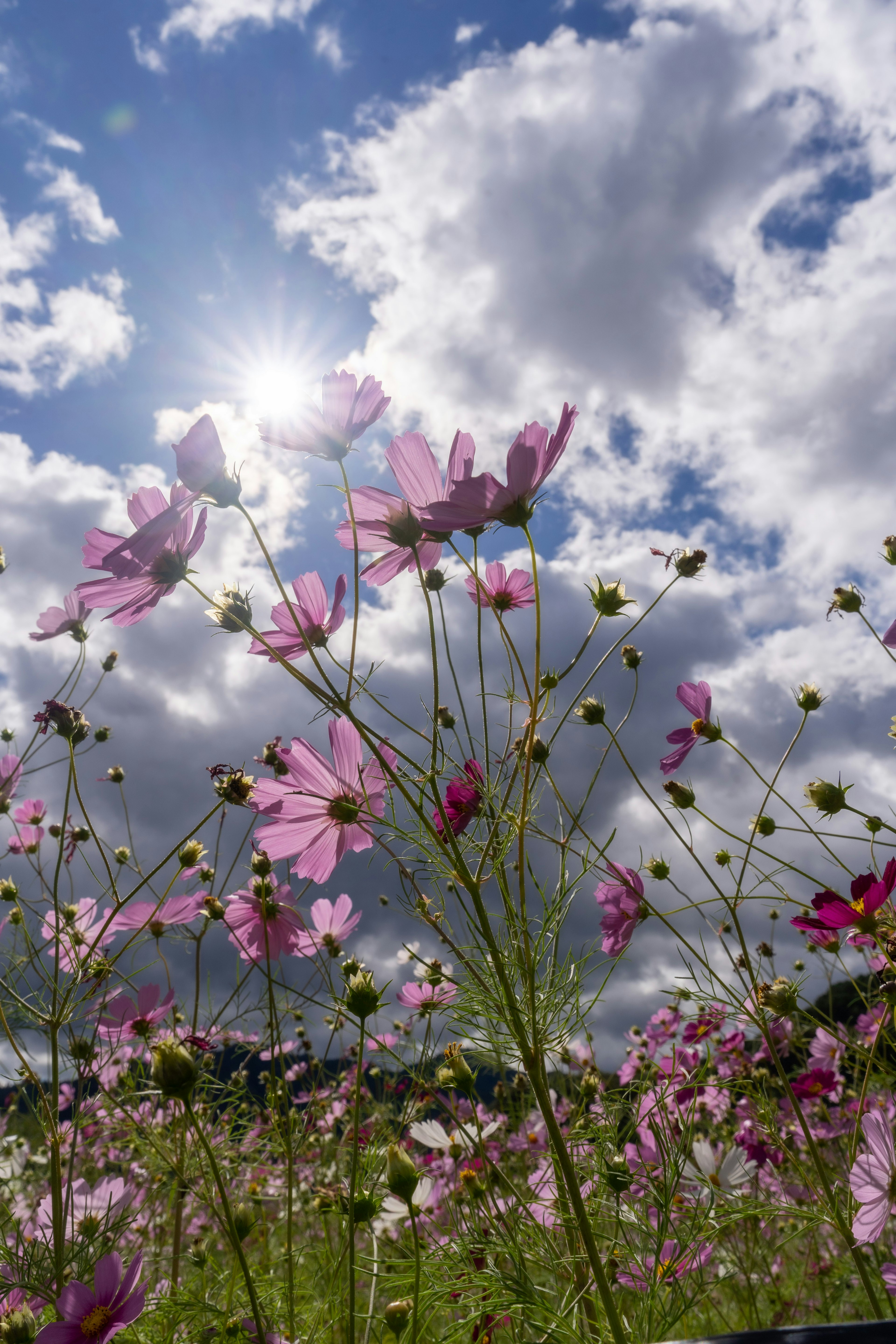 青空の下で咲くコスモスの花々と太陽の光