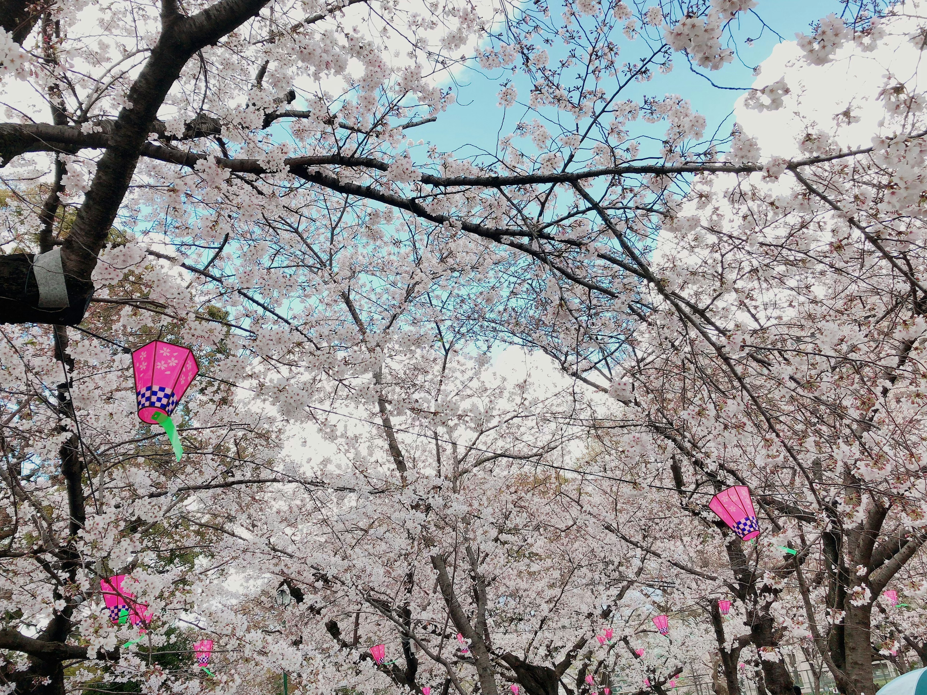 Pohon sakura yang bermekaran dihias dengan lentera merah muda