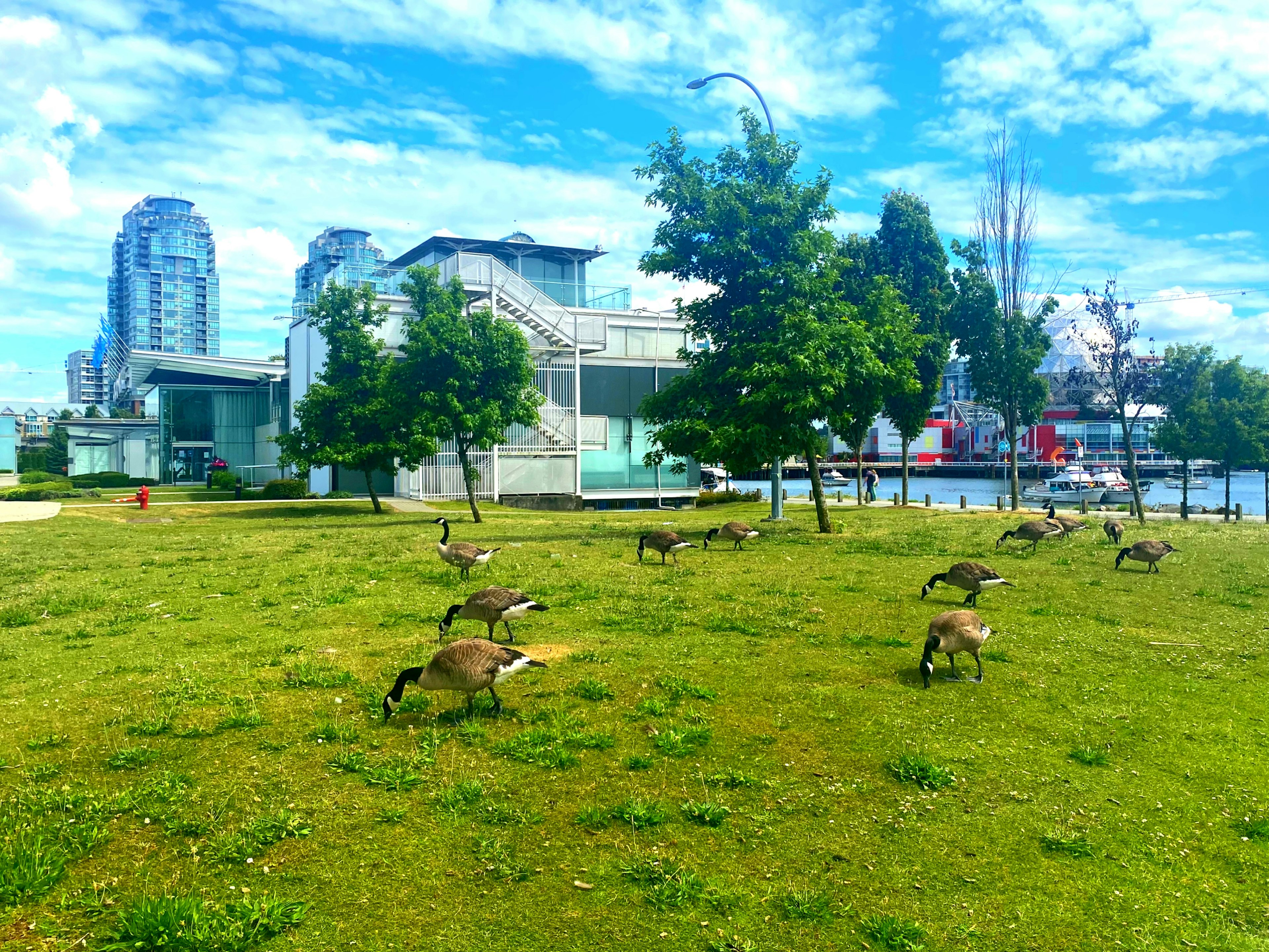 Canada geese grazing on green grass under a blue sky with modern buildings in the background