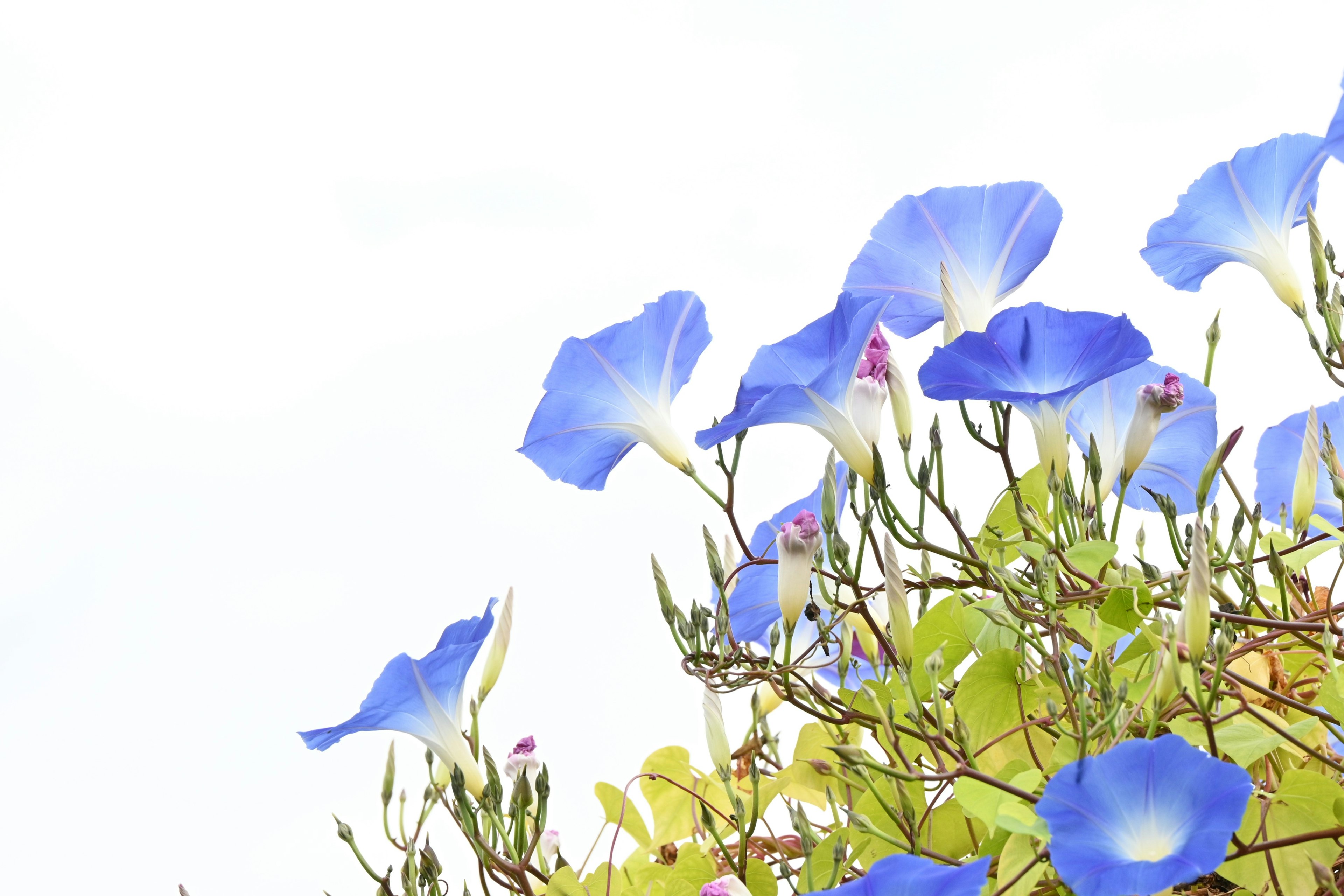 Flores de gloria matutina azules floreciendo hacia el cielo