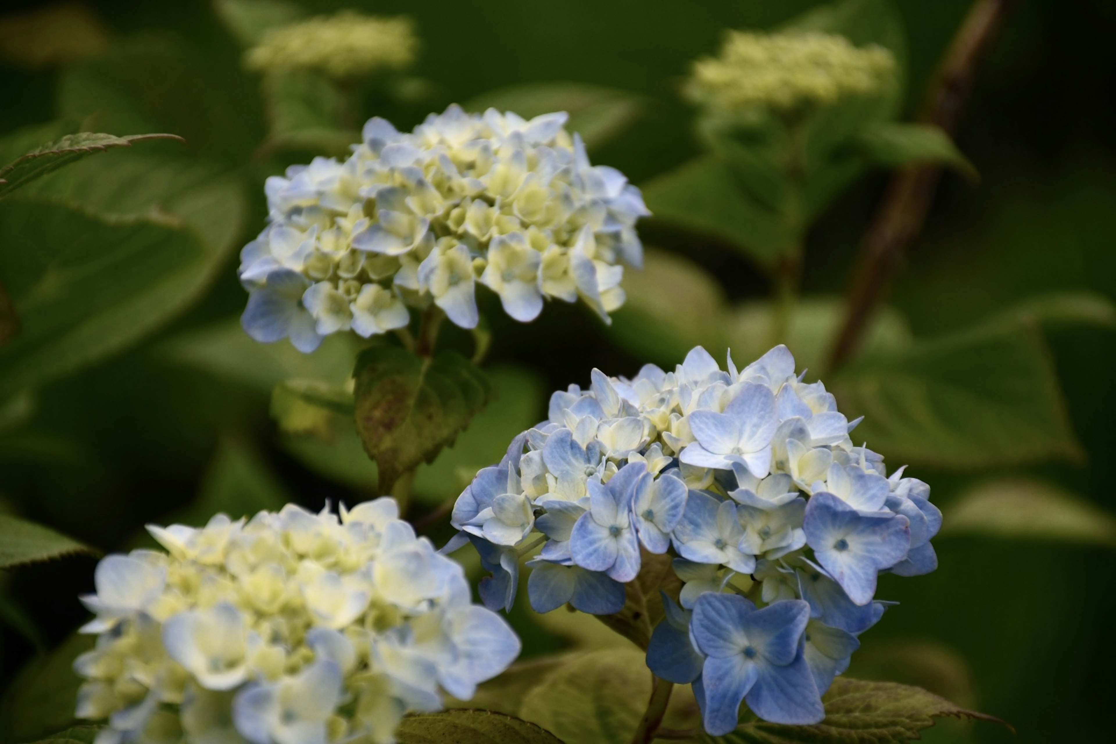 Blaue Hortensienblüten, die vor einem grünen Hintergrund blühen