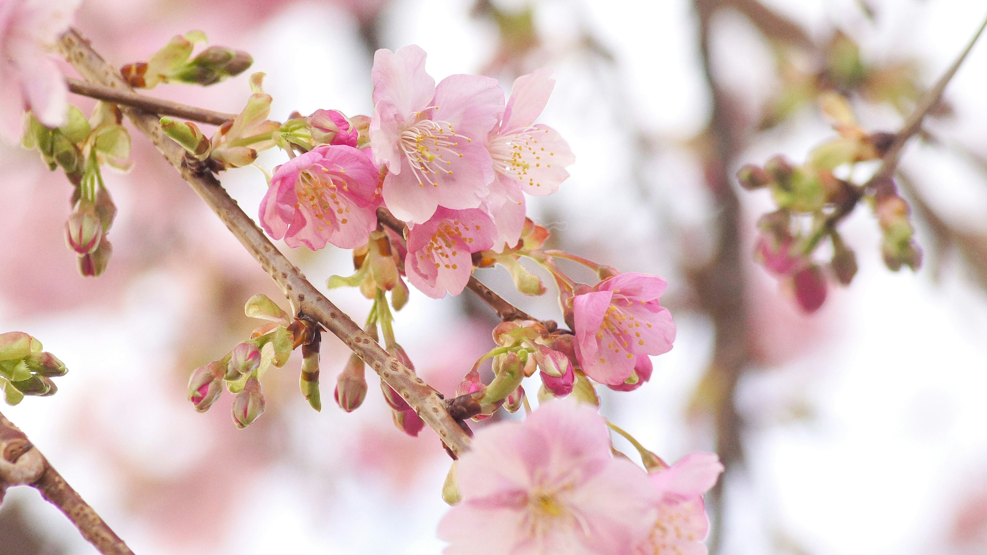 Close-up of cherry blossom branches in bloom