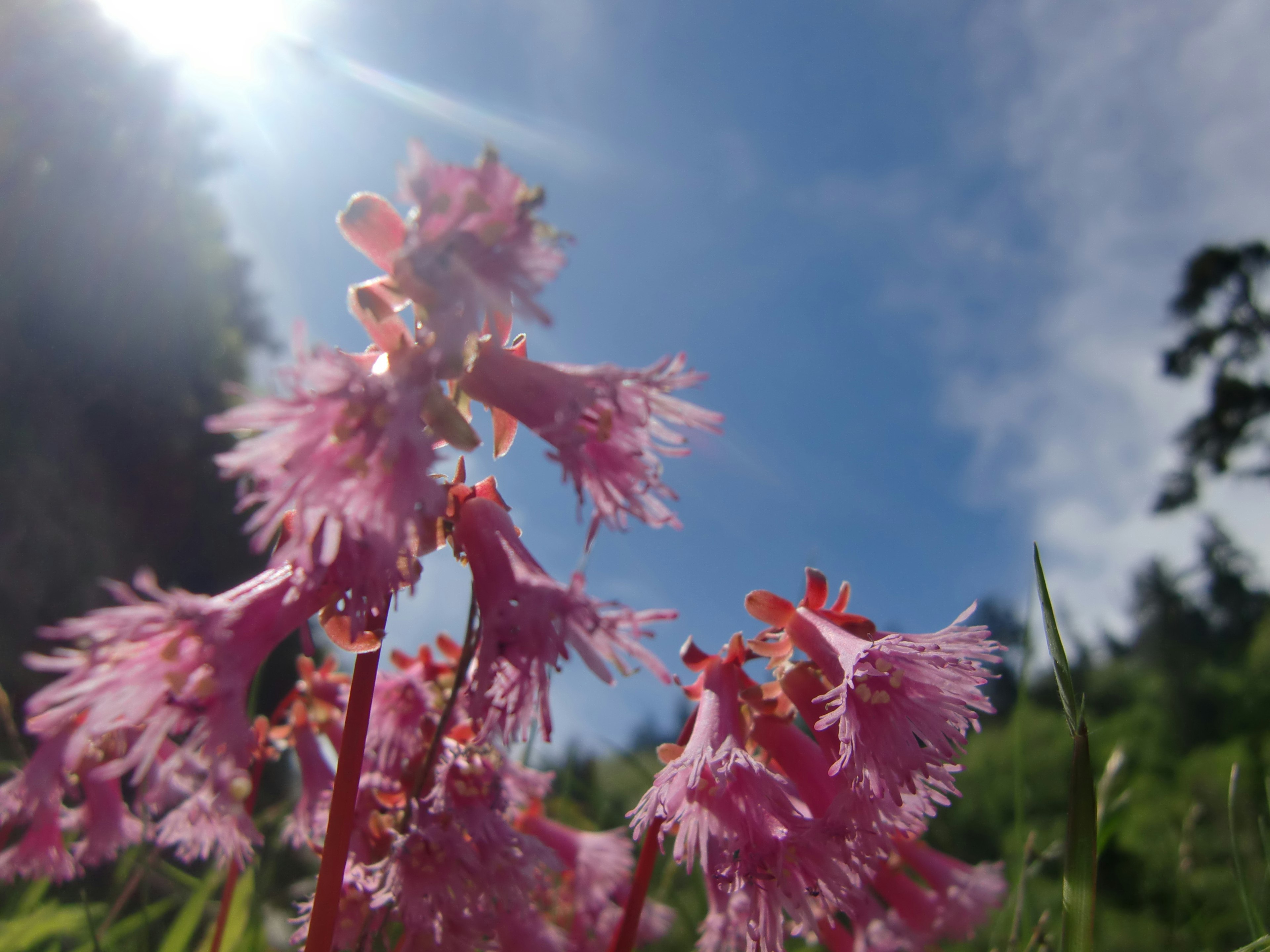 Gruppo di fiori rosa delicati sotto un cielo blu