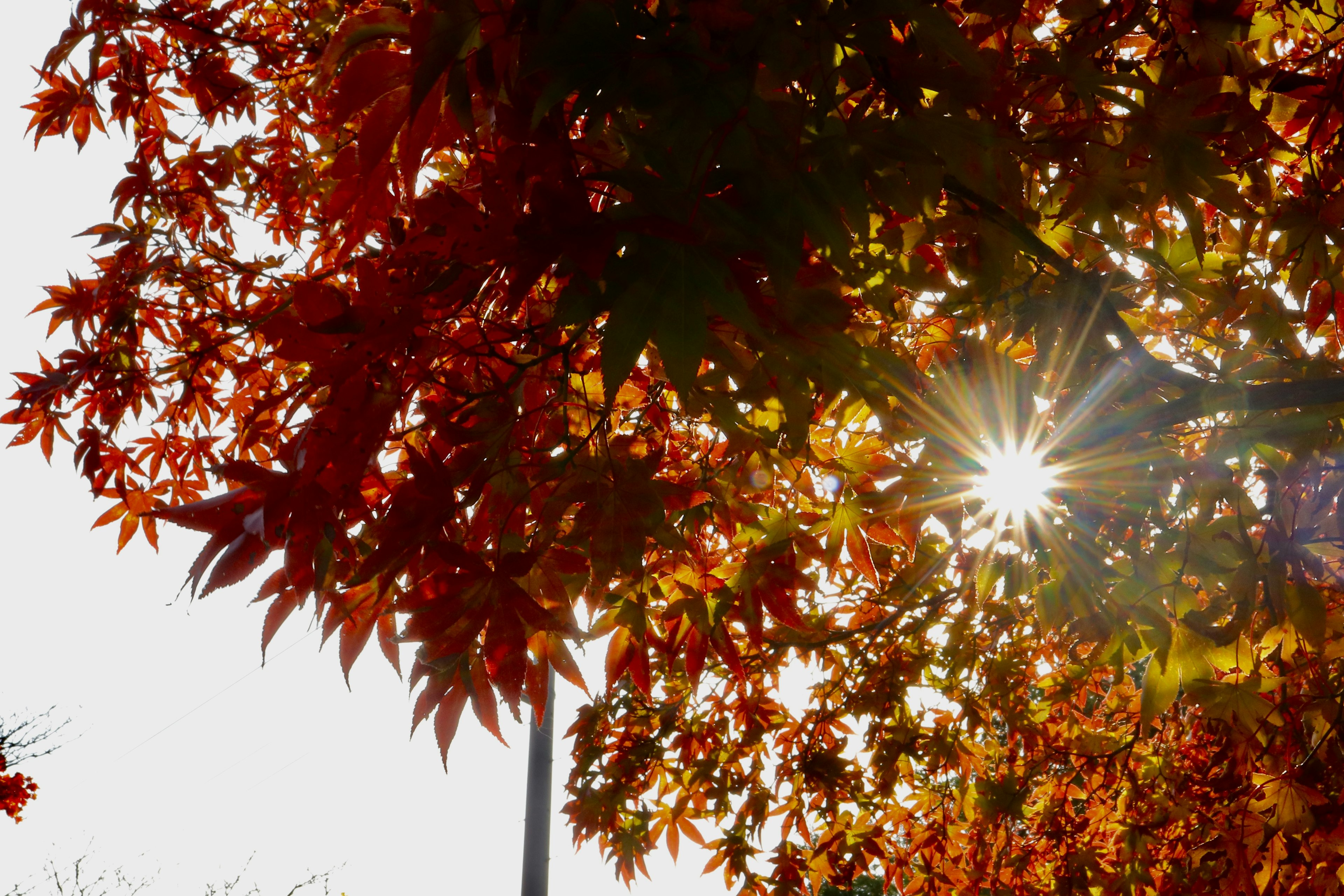 Autumn leaves with sunlight shining through