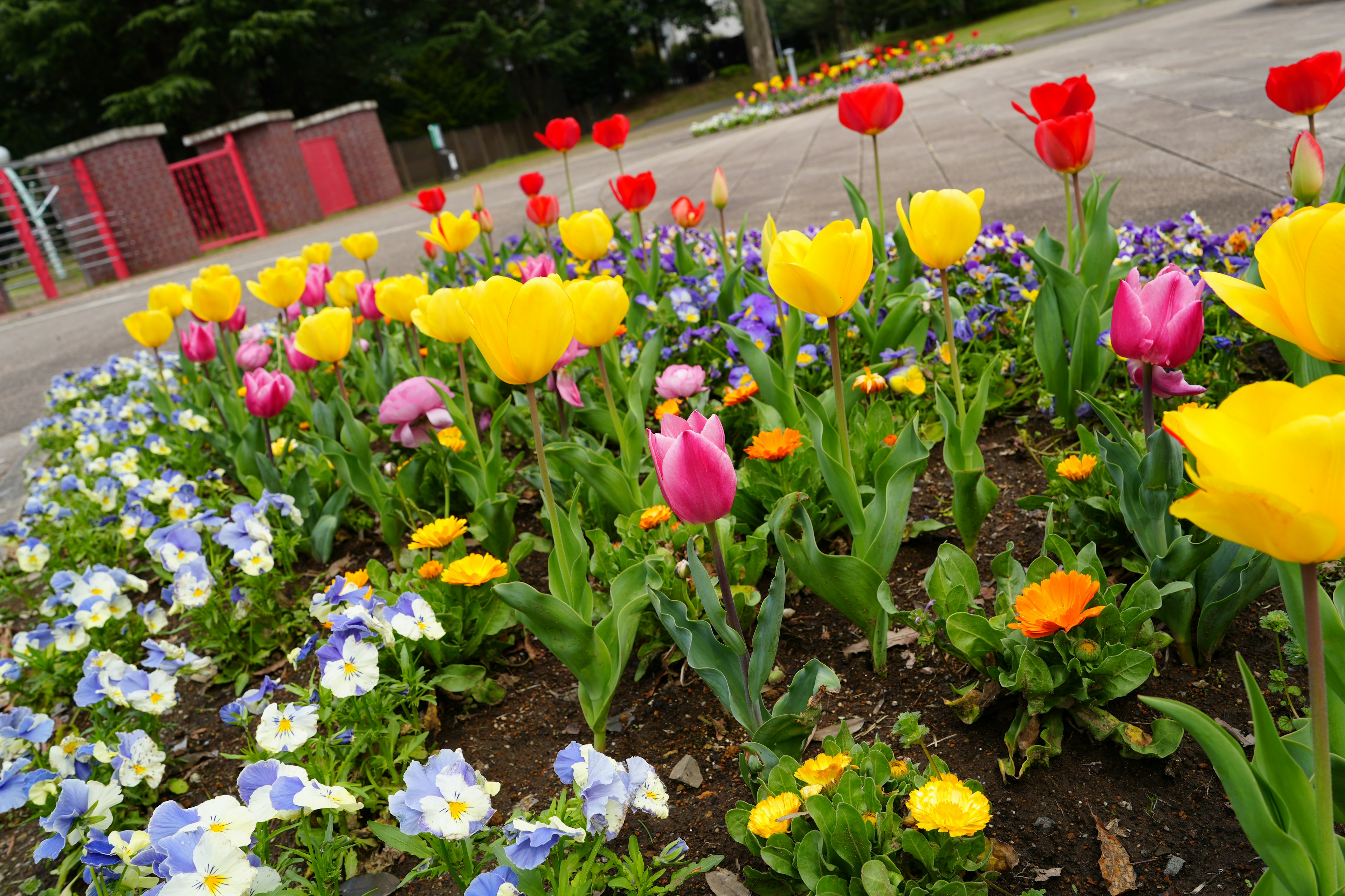 สวนดอกไม้สีสันสดใสที่มีทิวลิปและพานซีในสวน