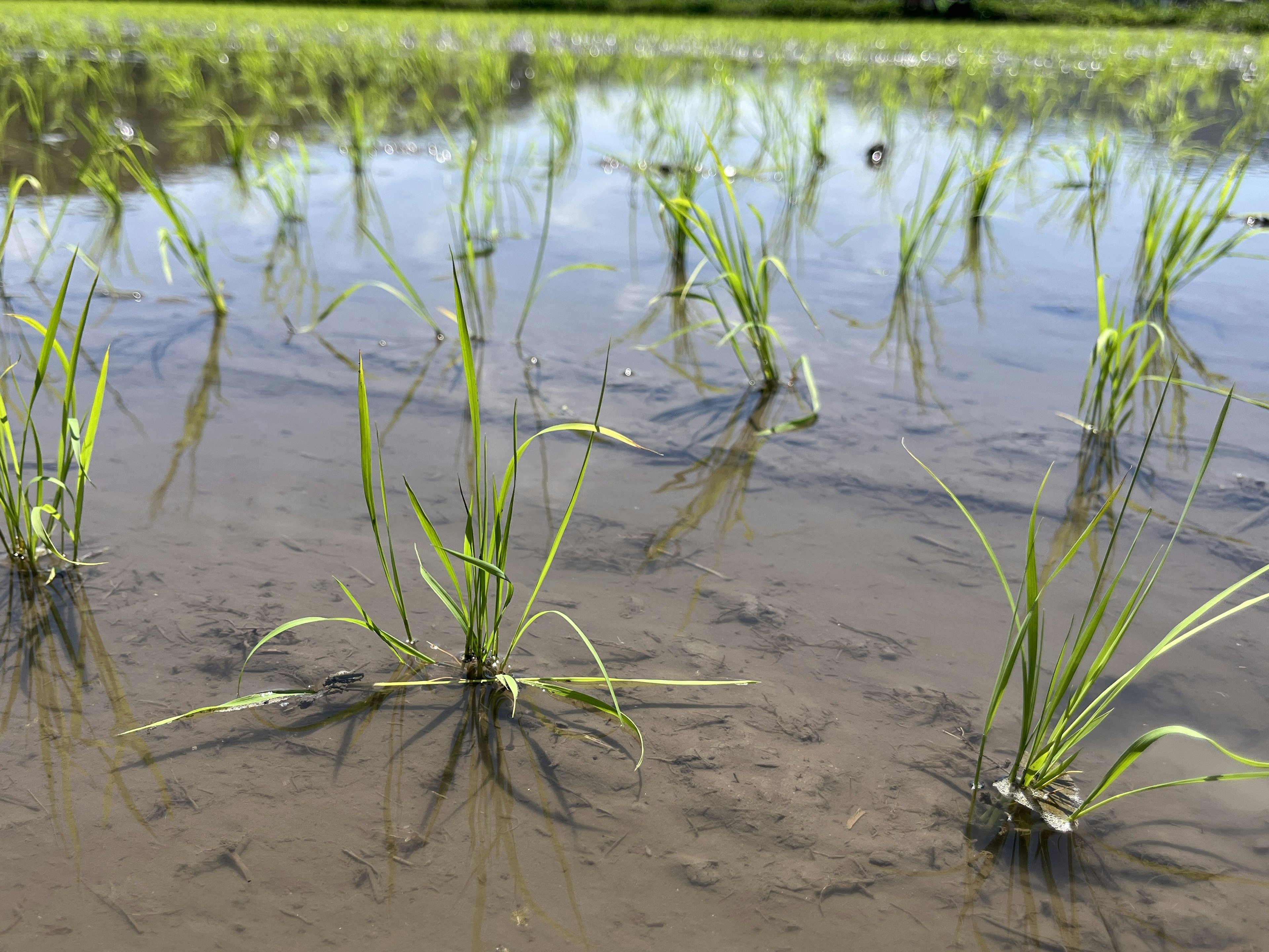 Plántulas jóvenes de arroz creciendo en un campo de arroz inundado