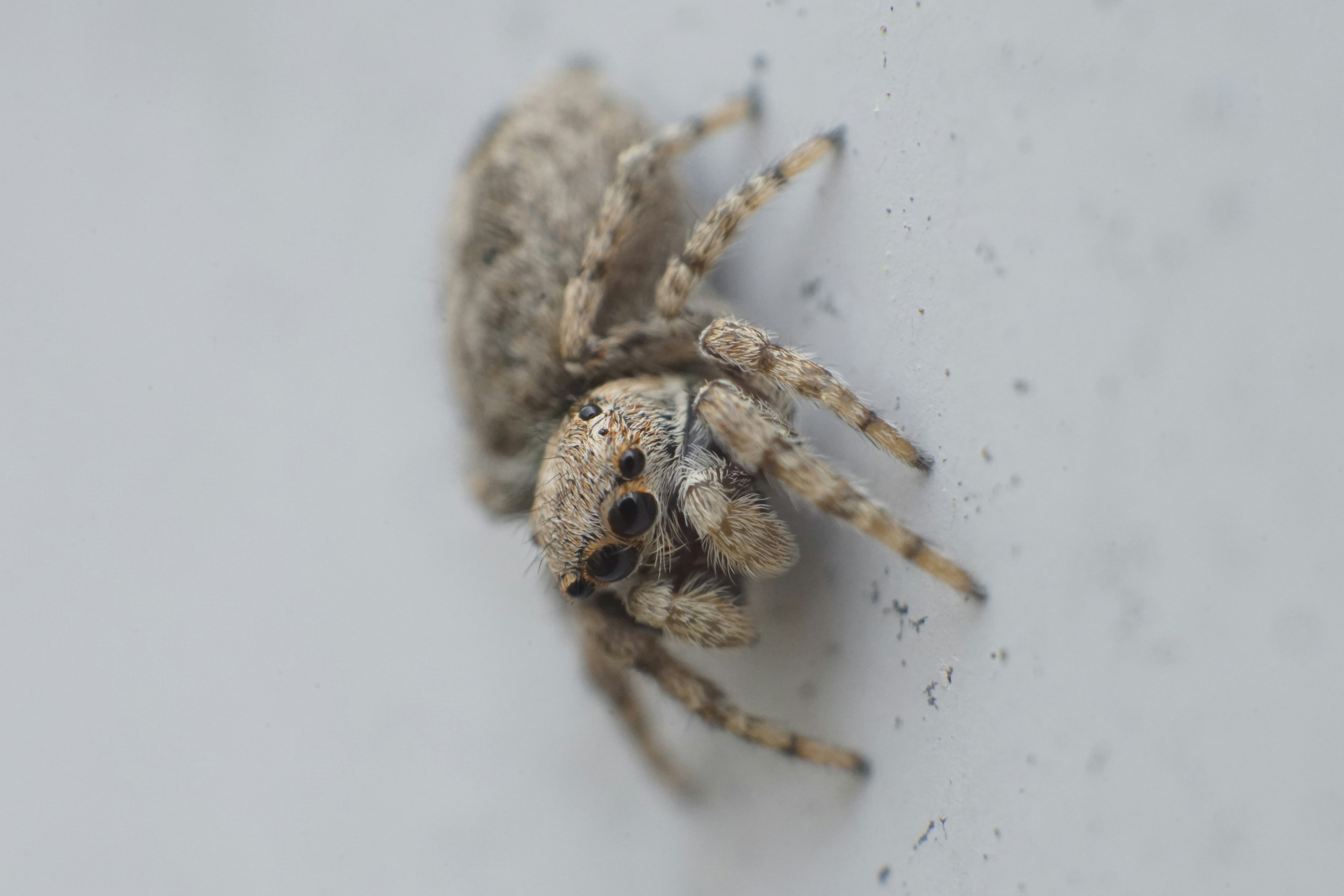 Close-up of a small spider on a white background